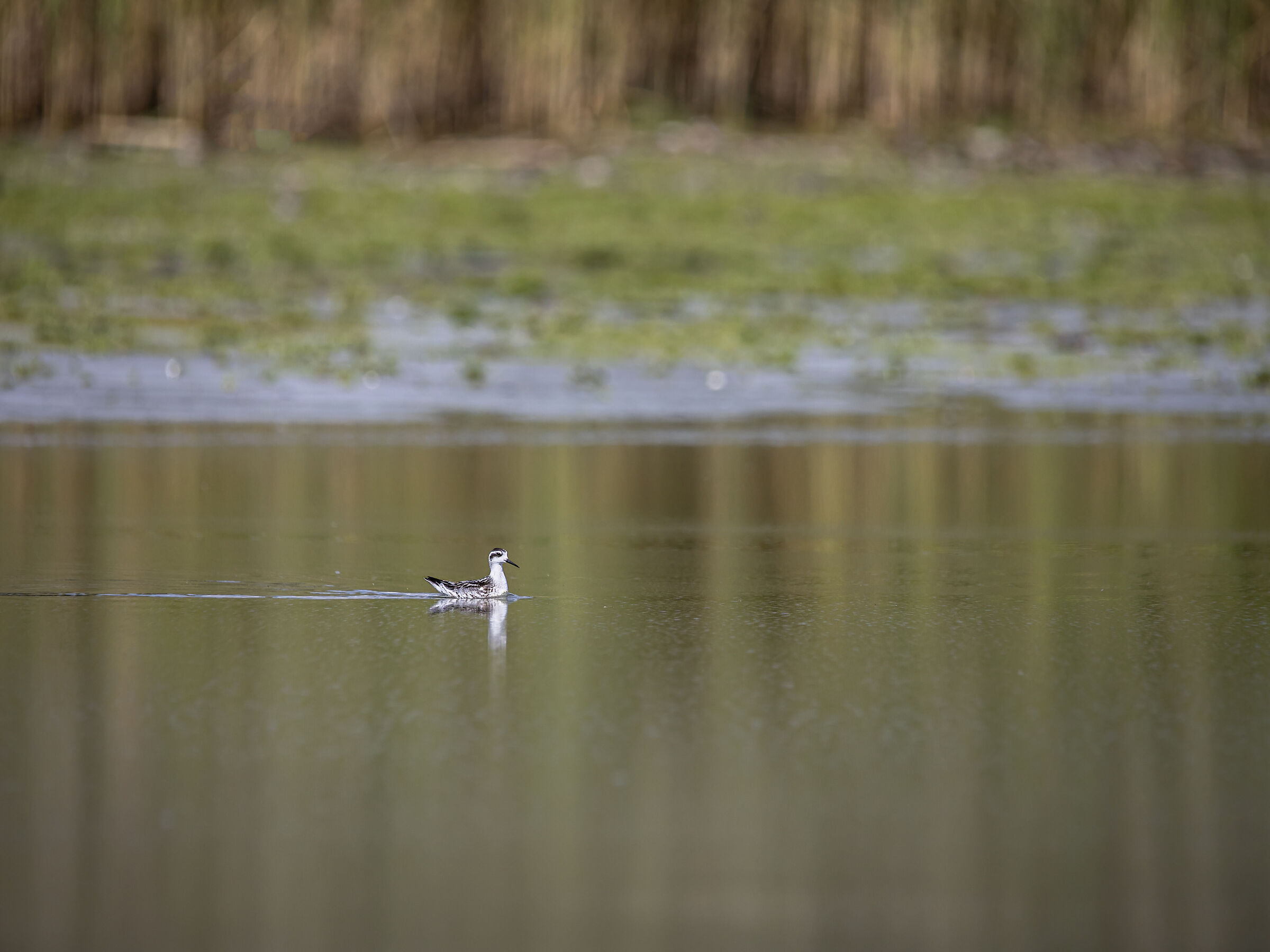 Thin-billed phalaropus