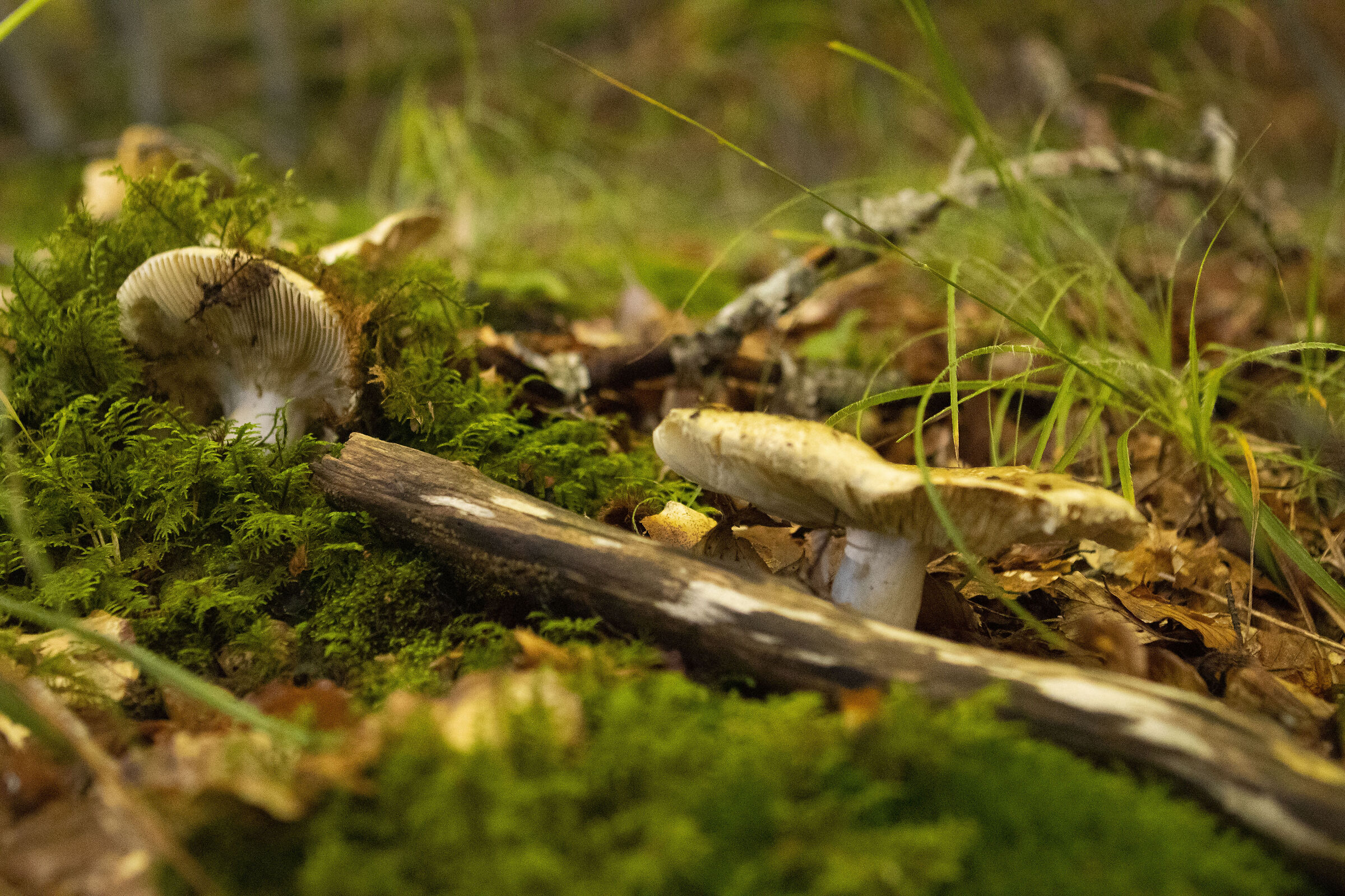 Mushrooms and Moss