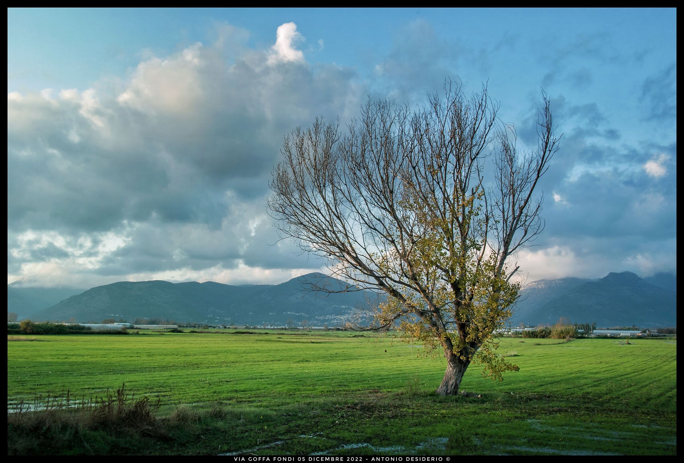 The tree in the field