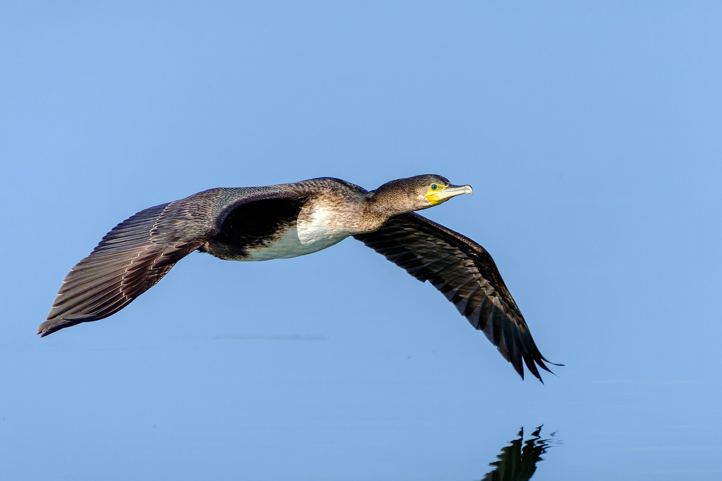 Cormorano