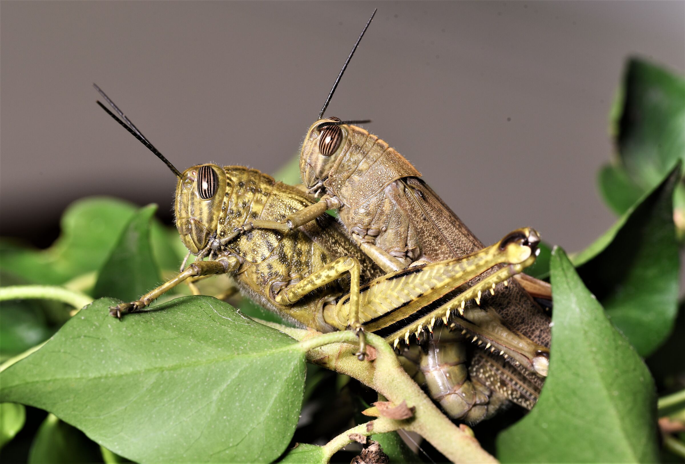 Tenerezze sull'edera