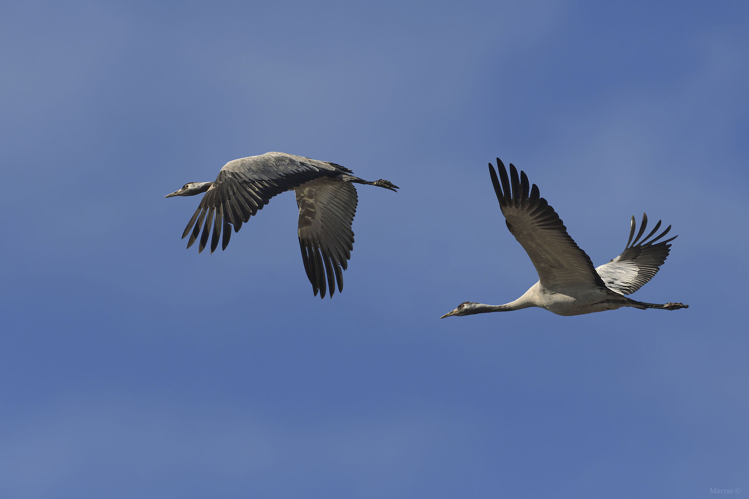 Grey cranes