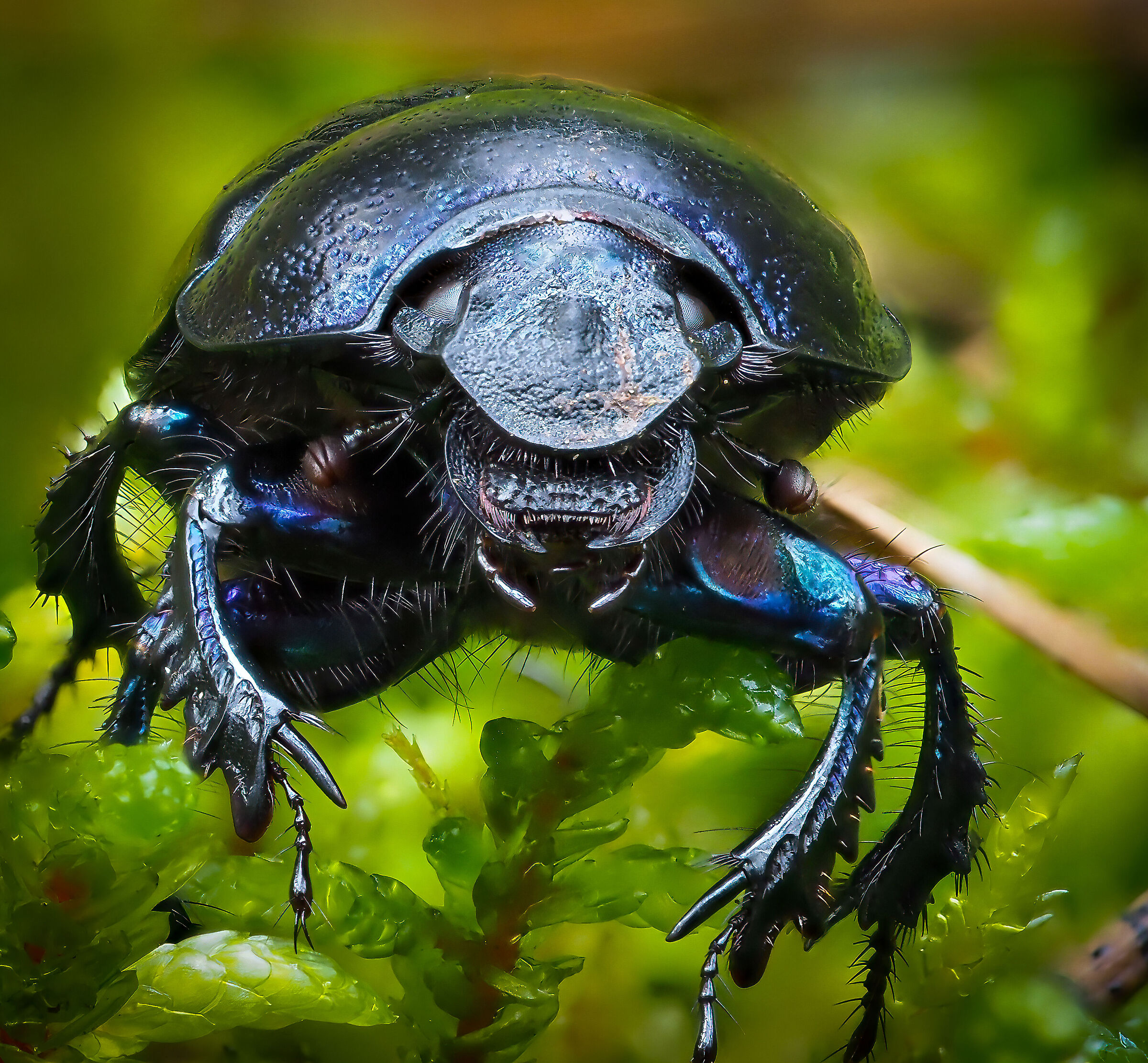 Dor beetle