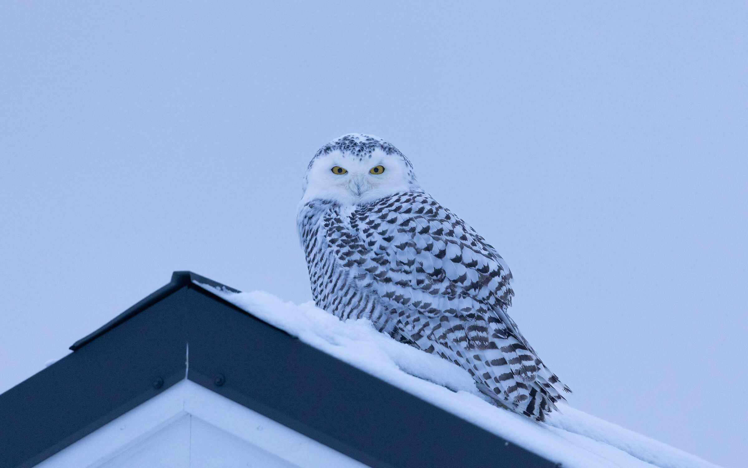 Il mio primo gufo delle nevi (Bubo Scandiacus)