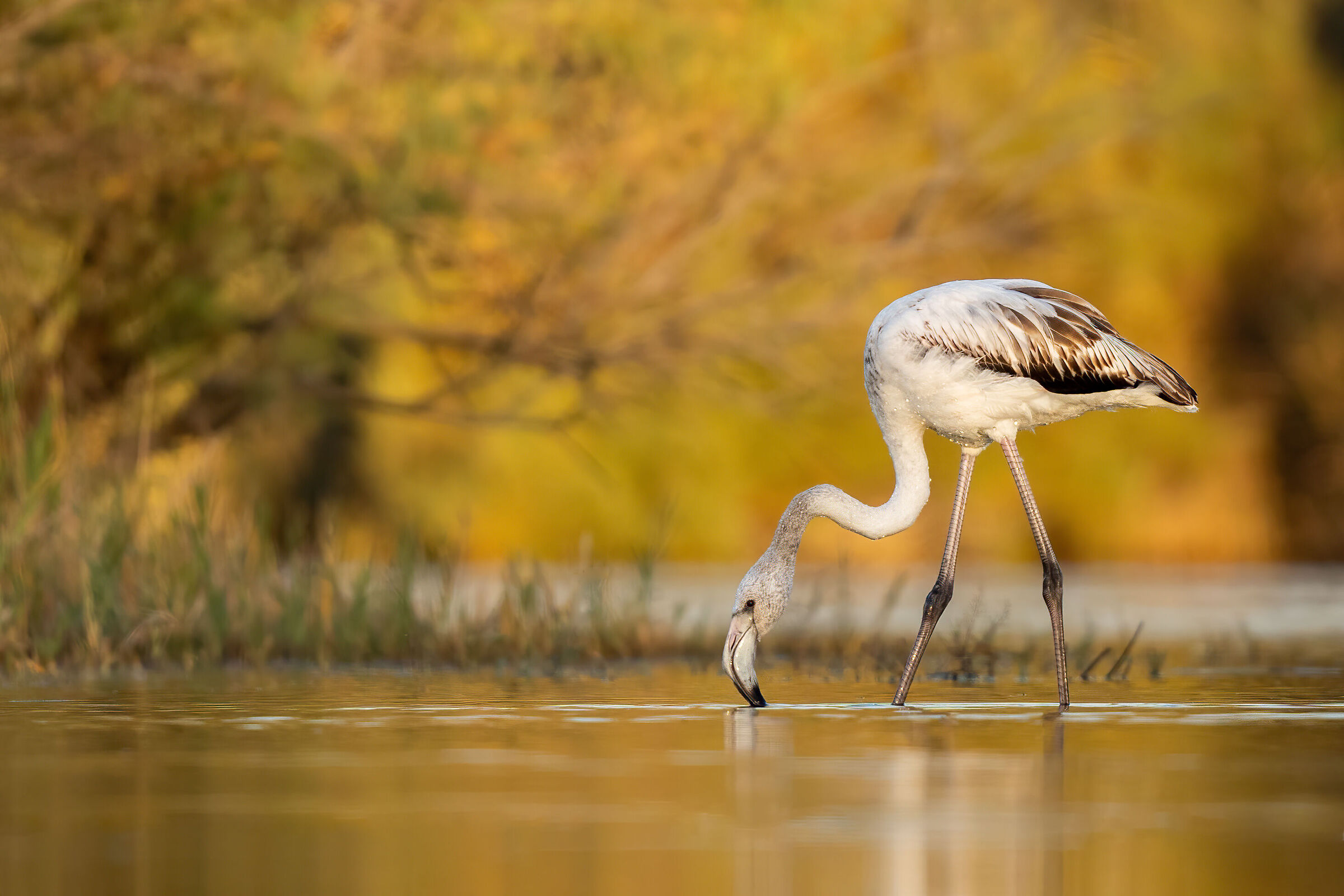 Fenicottero (Phoenicopterus roseus)