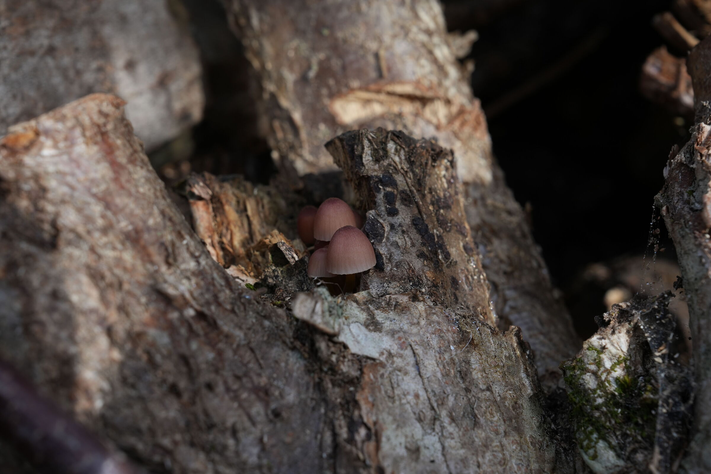 MushroomsDellaMadon...:D