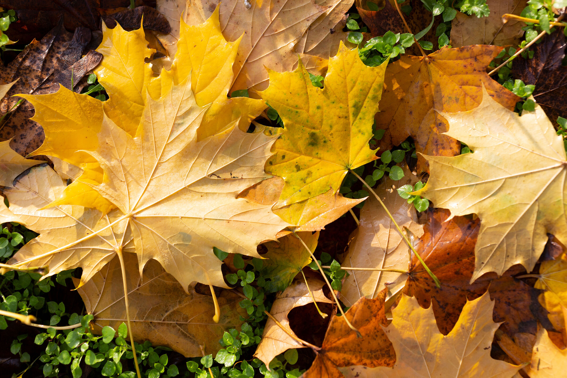The warm autumn carpet