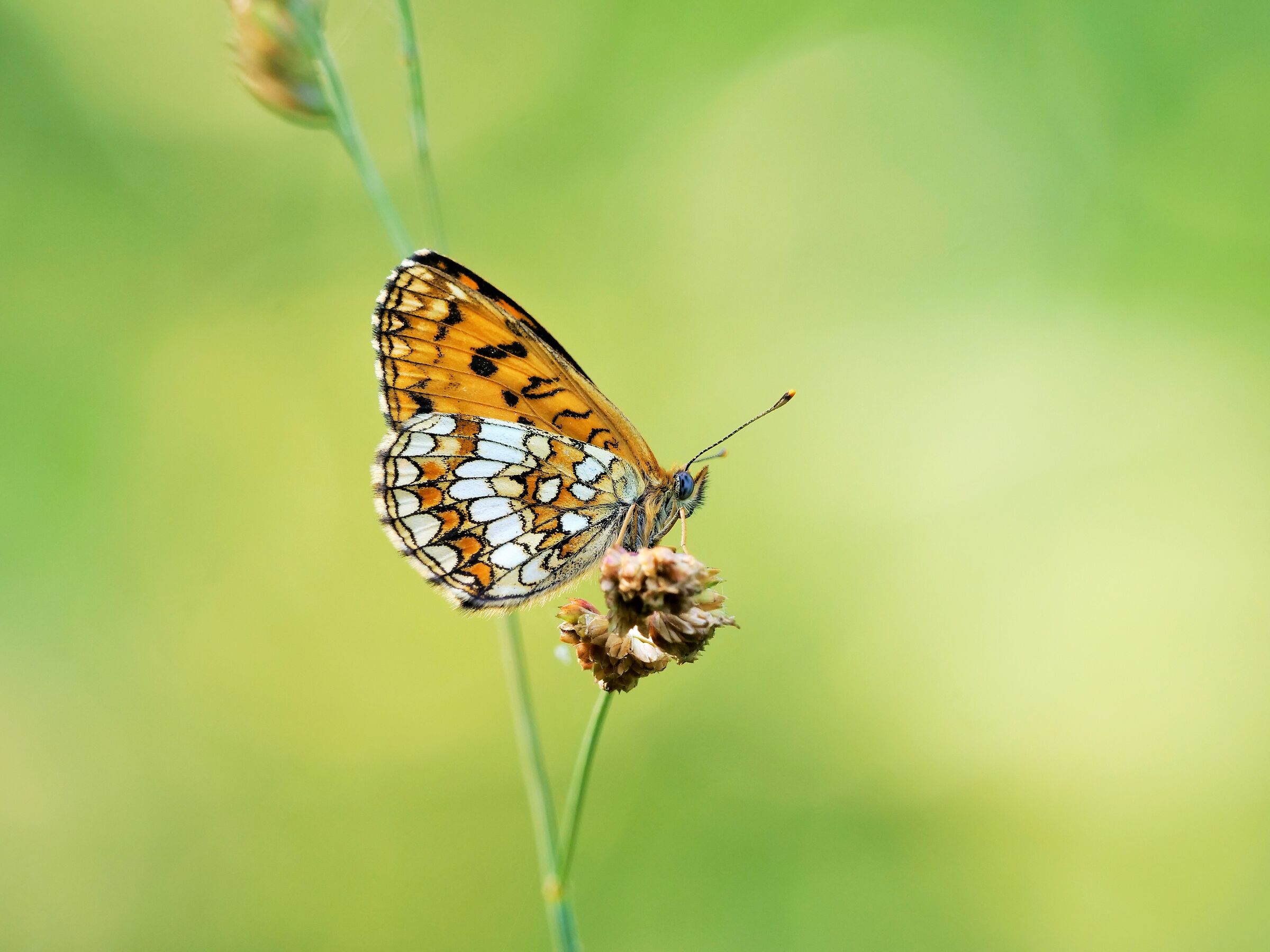 Melitaea celadussa