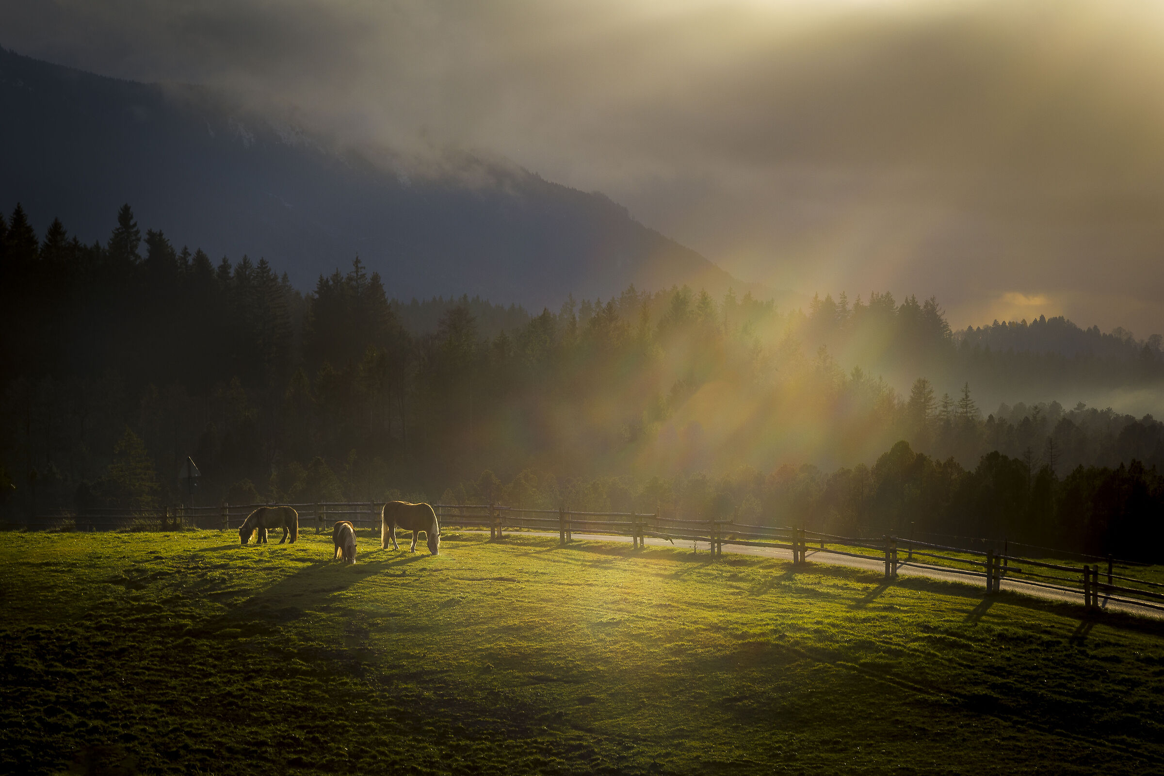 Bavarian horses
