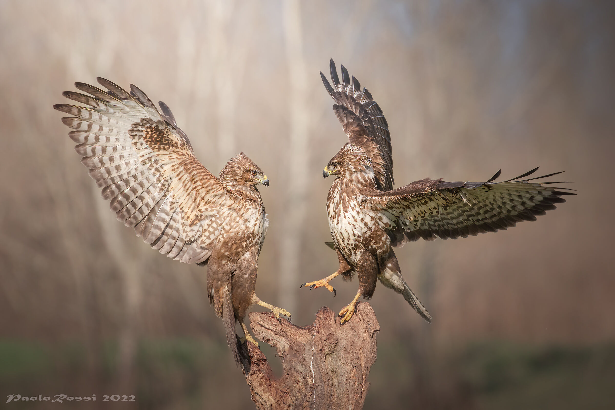 Buzzards compared...