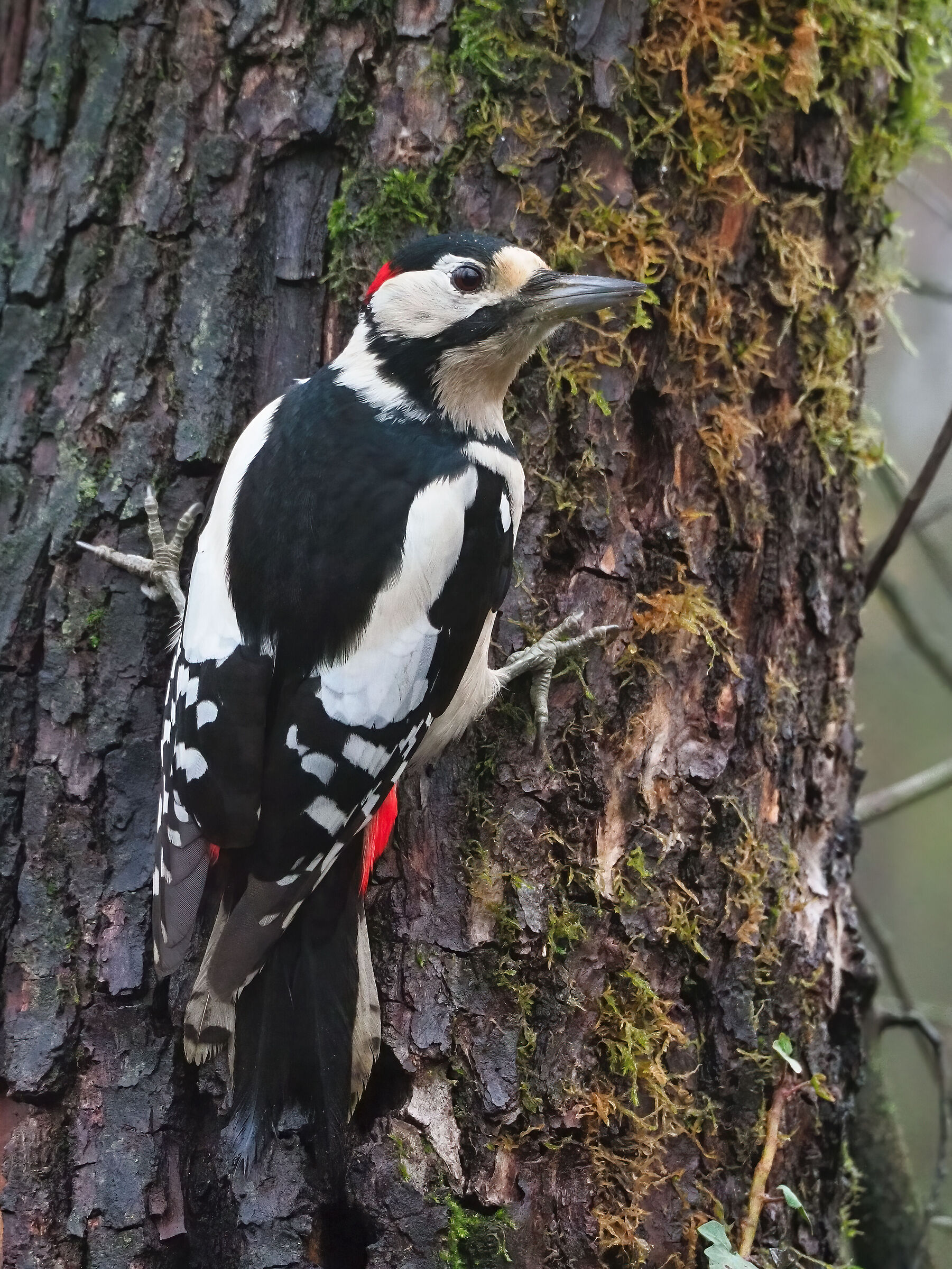 Spotted woodpecker (m)