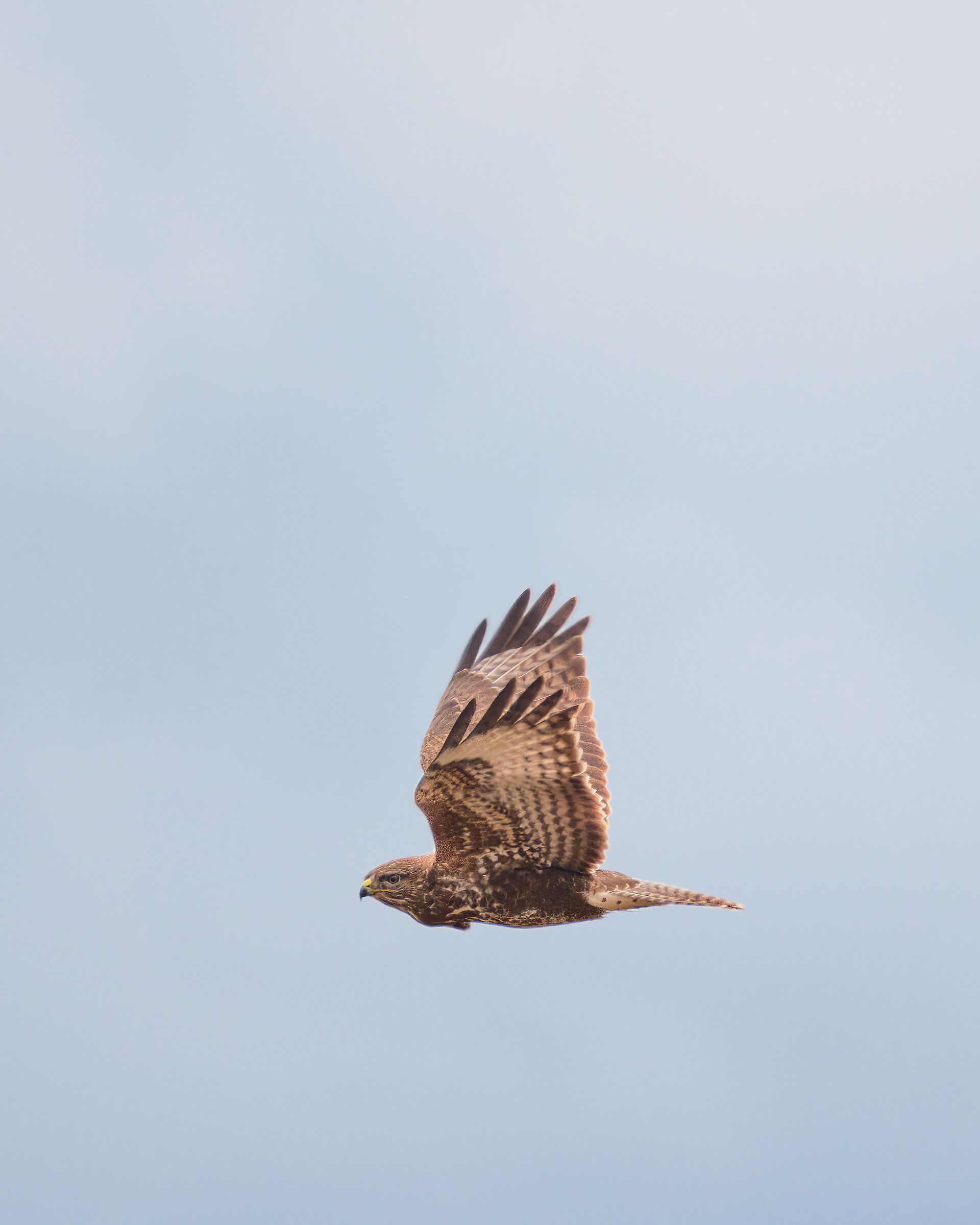 Buzzard