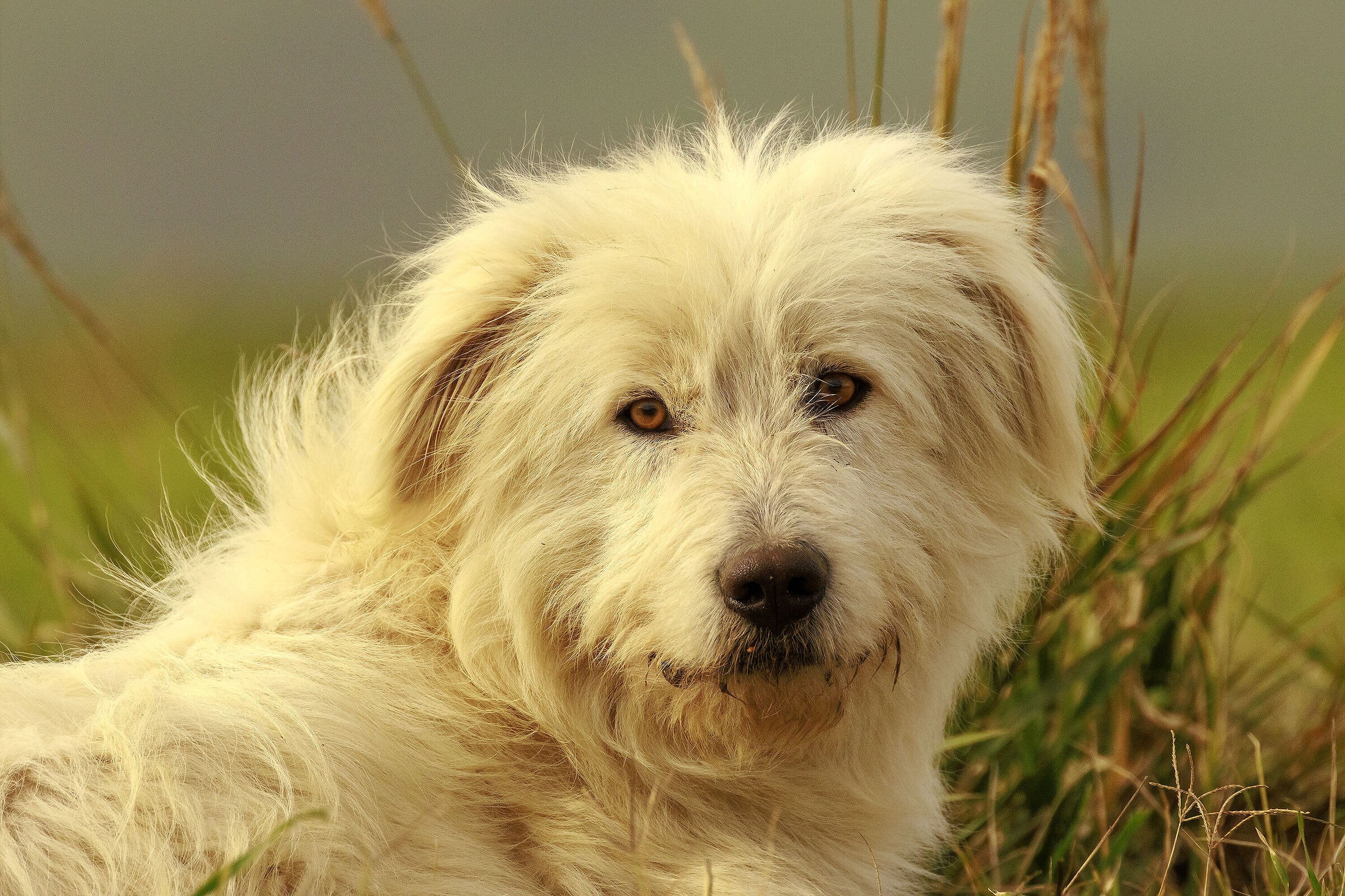 Modello improvvisato.