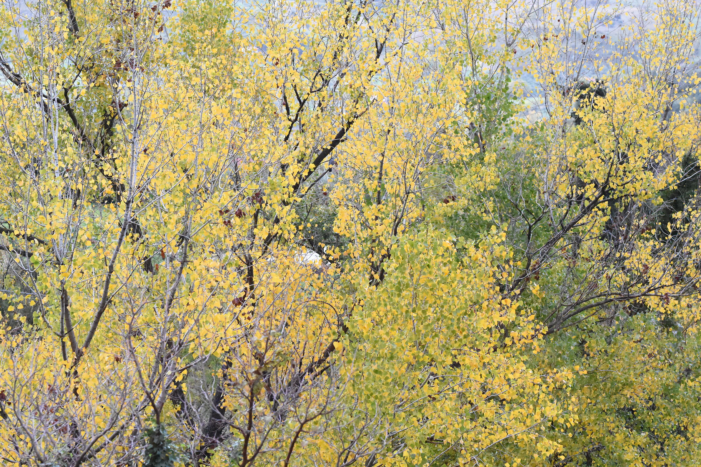 " ISO 16. 000 ", 1/ 8.0 0 0, F. 4- Sigma 85, 1.4 A...