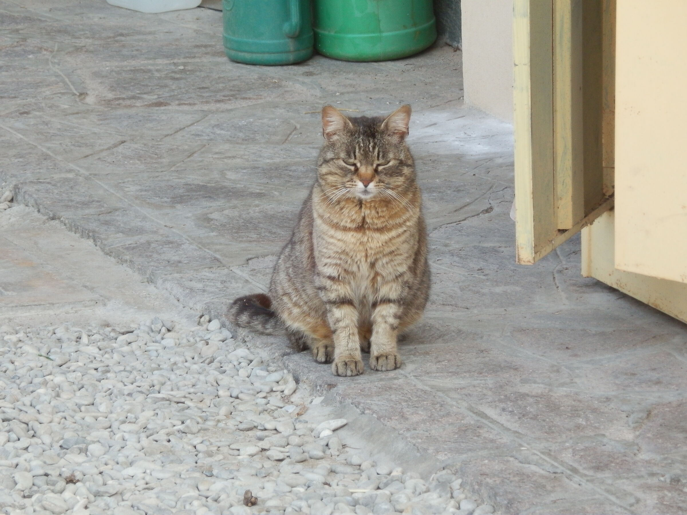 La regina del cortile
