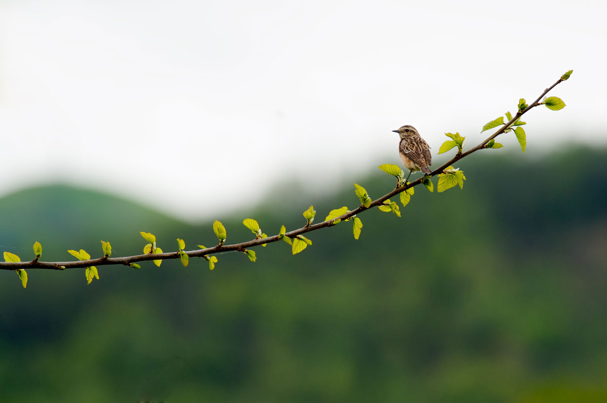 Stiaccino ambientato