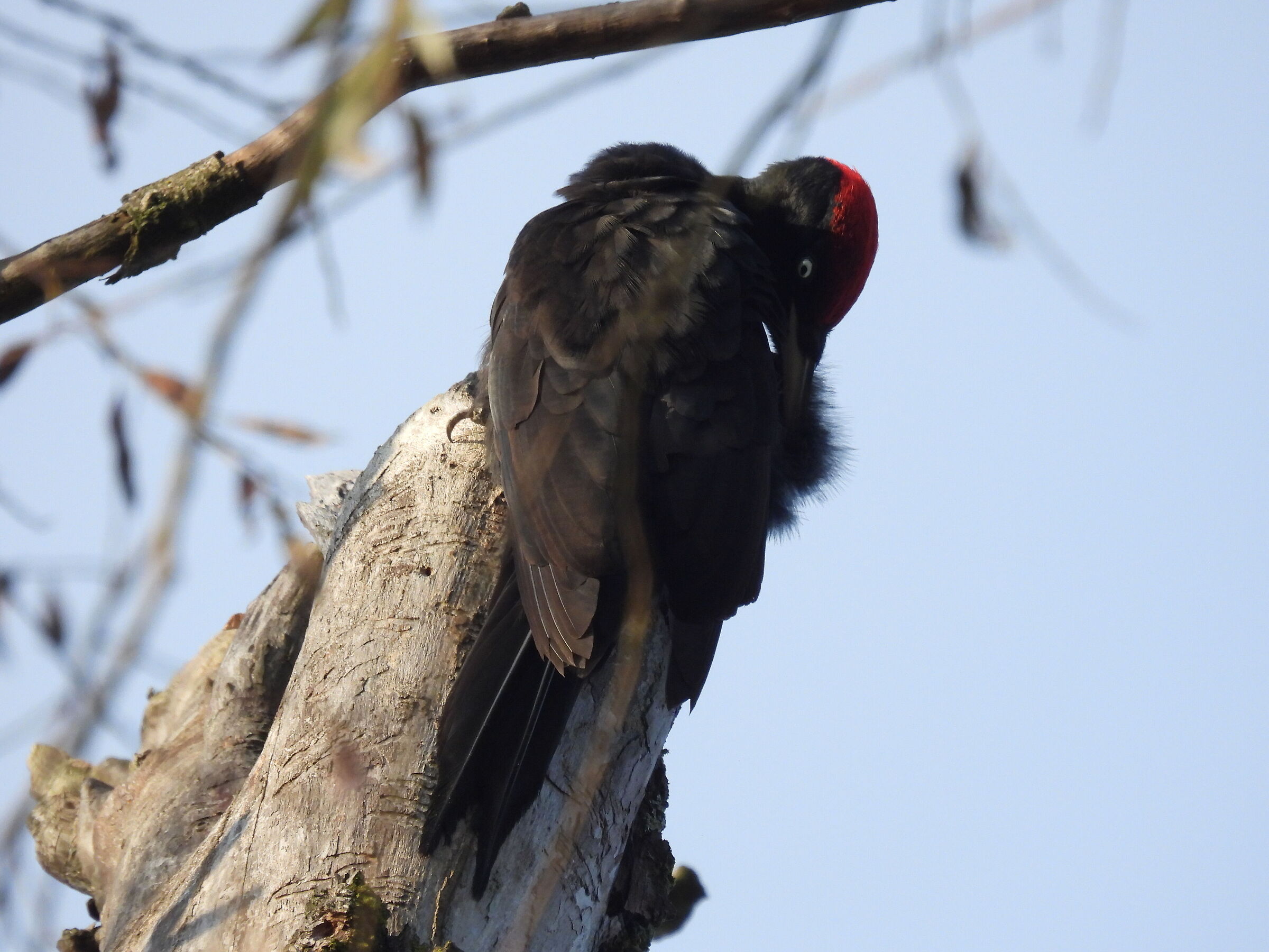 Black woodpecker in drumming