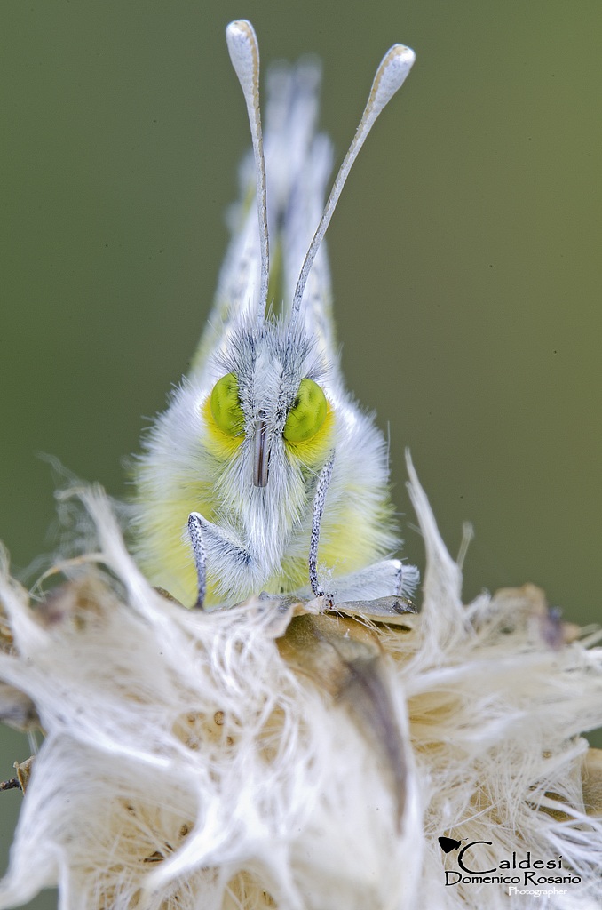 Portrait Euchloe ausonia