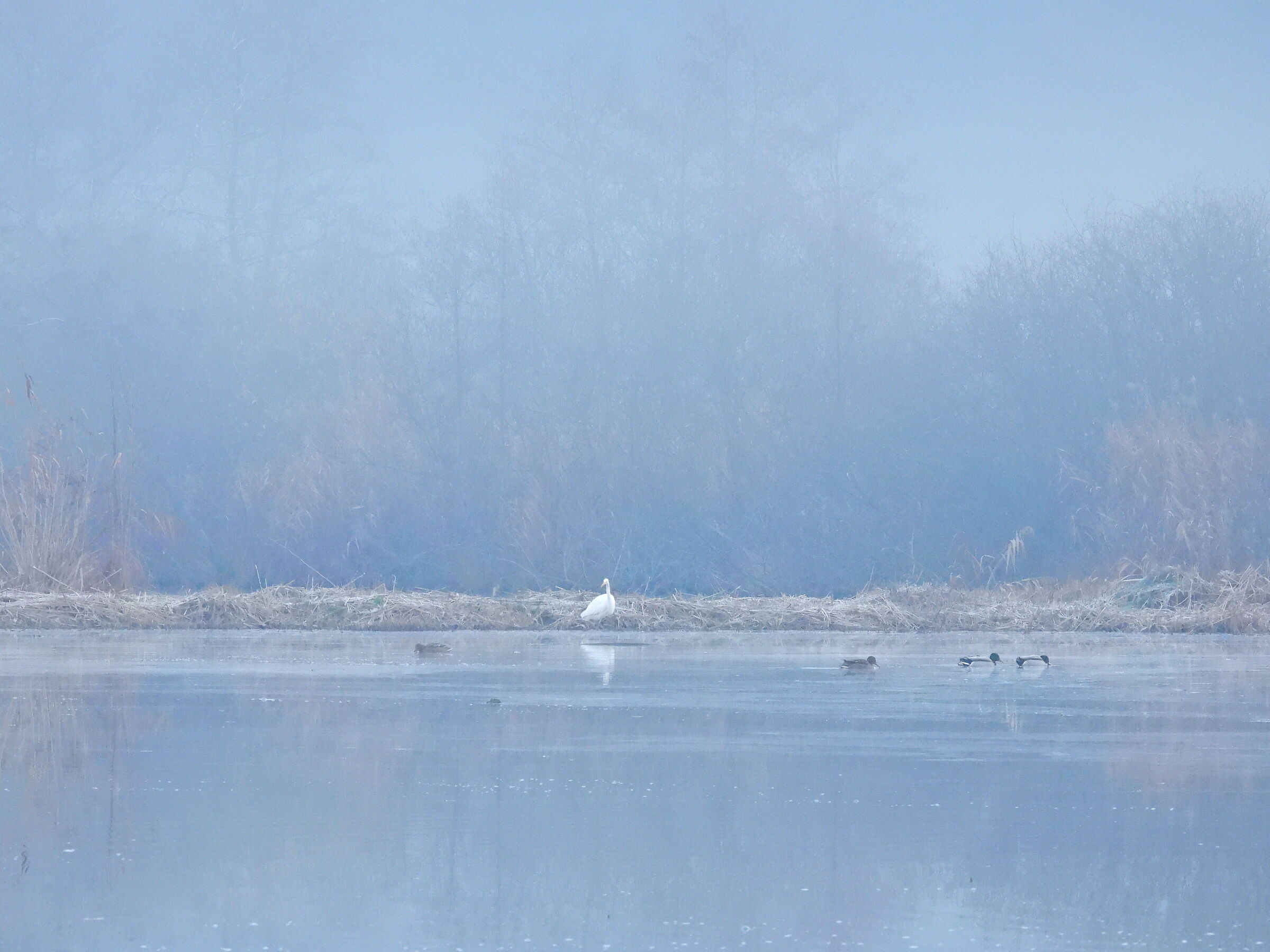 Swamp, fog and herons