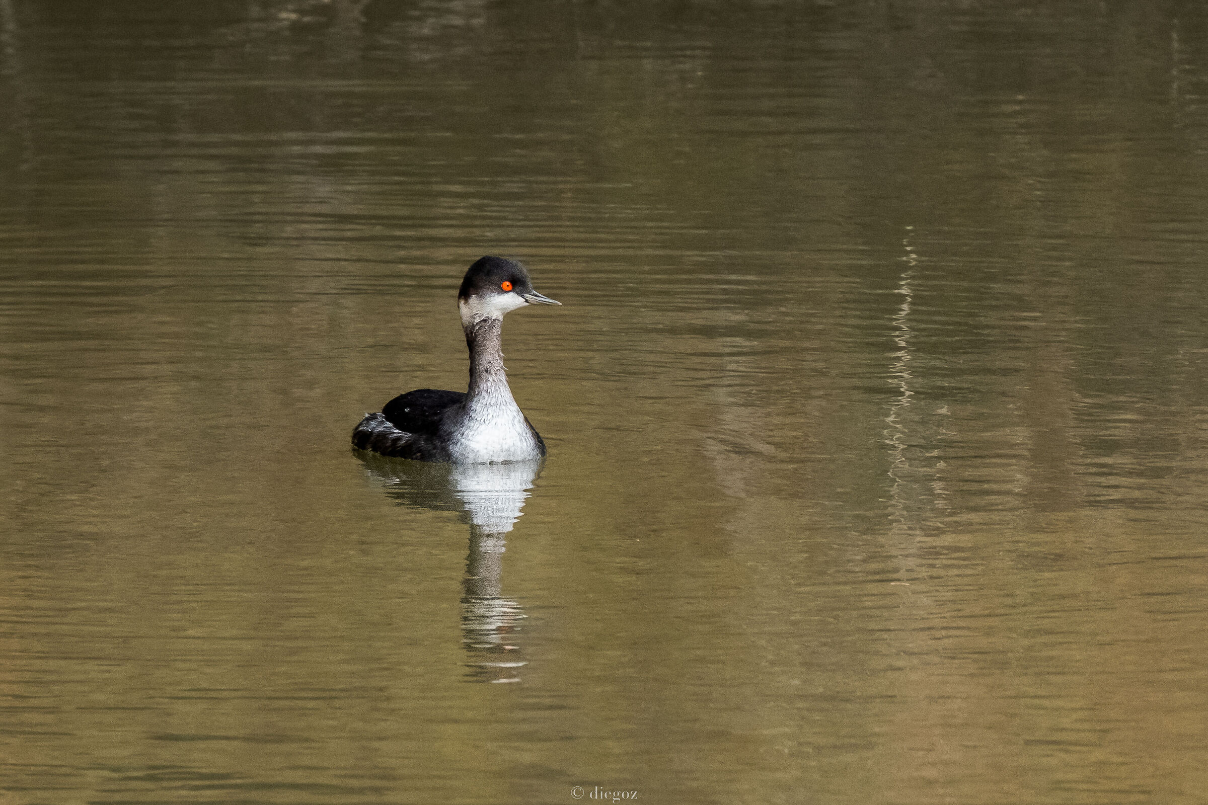 Black-necked grebe