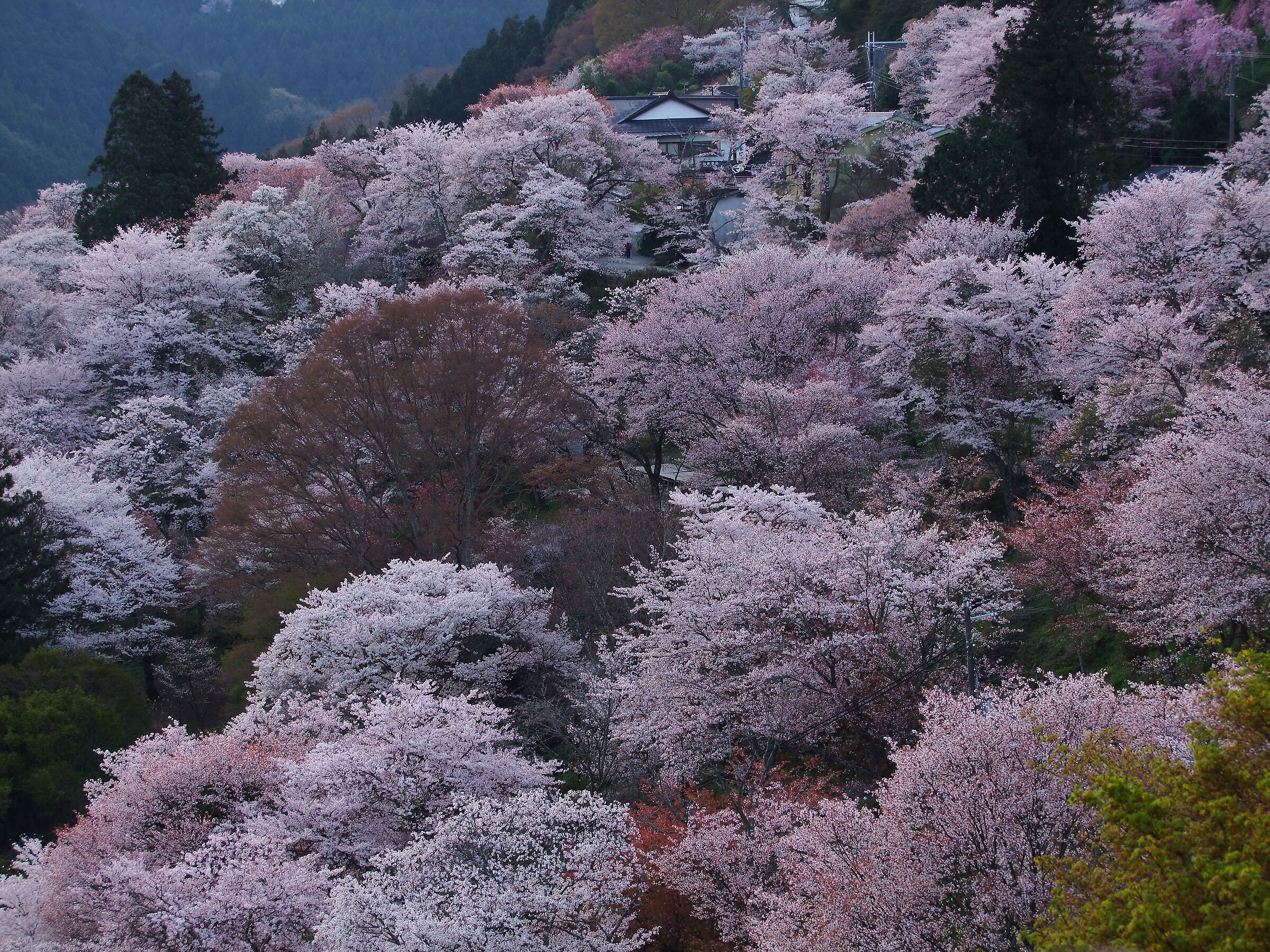 Mt.Yoshino Japan AM 5:15