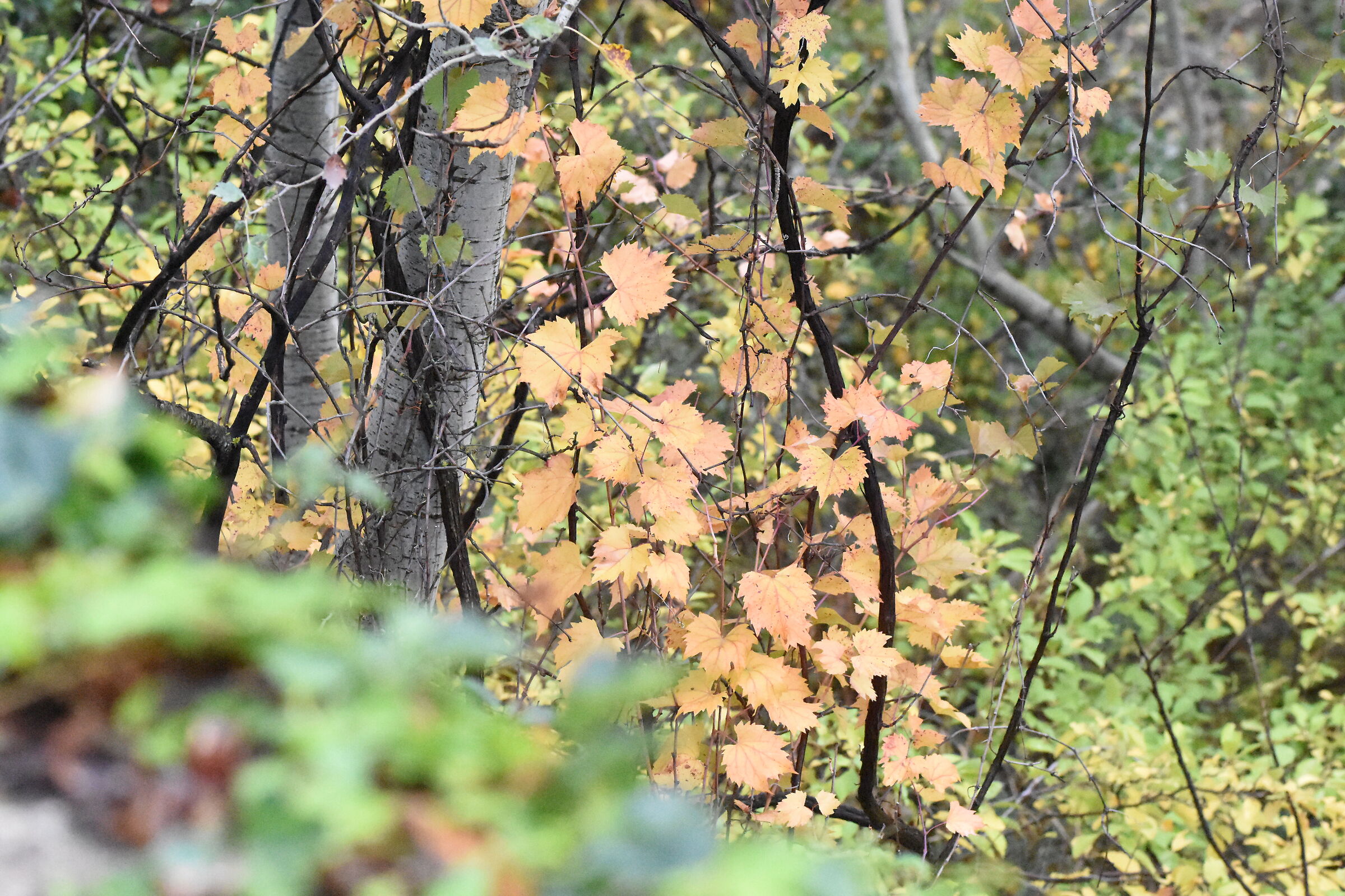" ISO 16. 000 ", 1/ 8.0 0 0, F. 4- Sigma 85, 1.4 A...