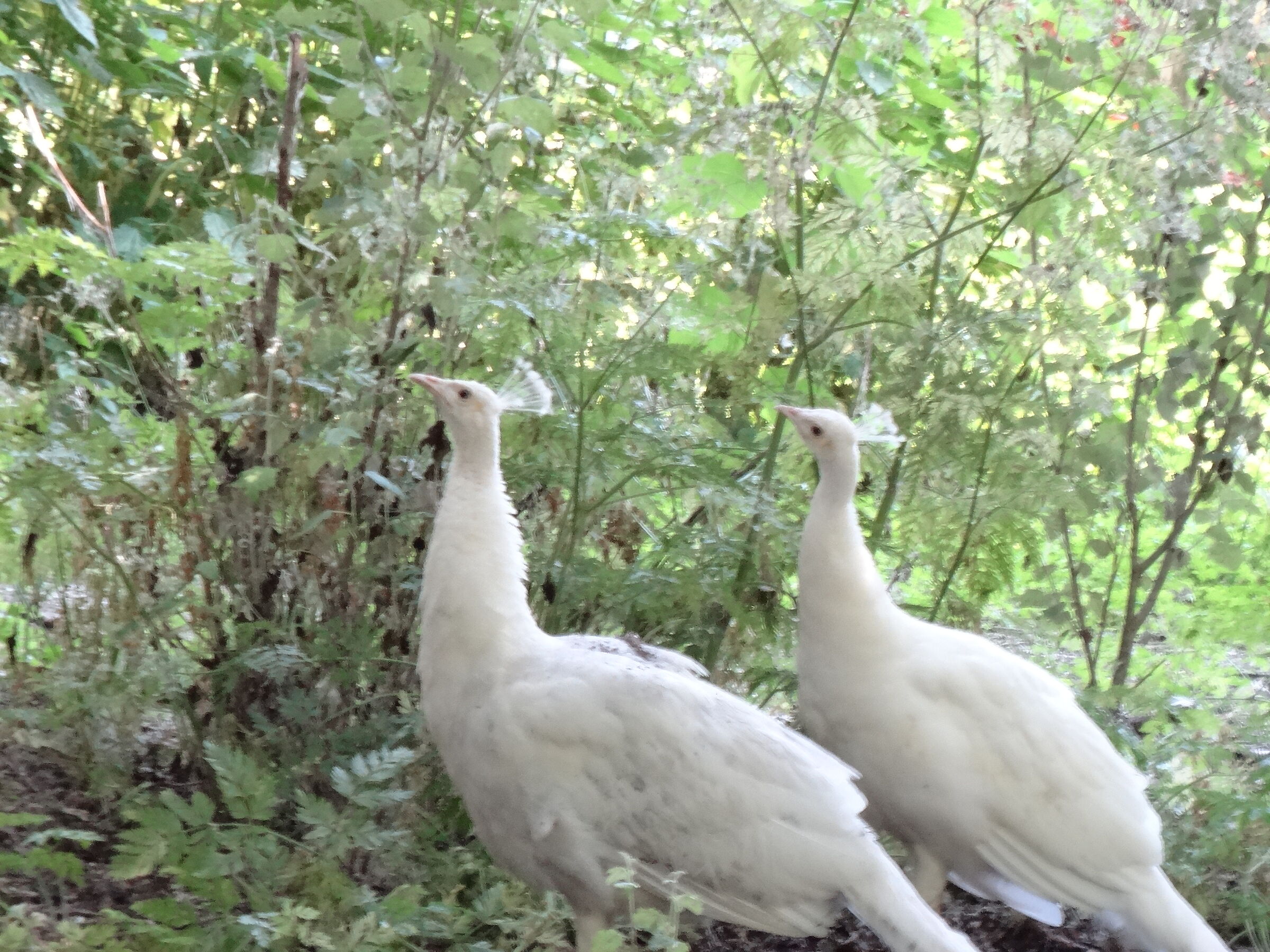 educational farm Landriano (PV)