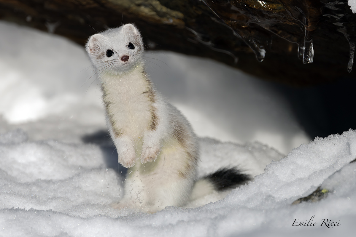 ermine