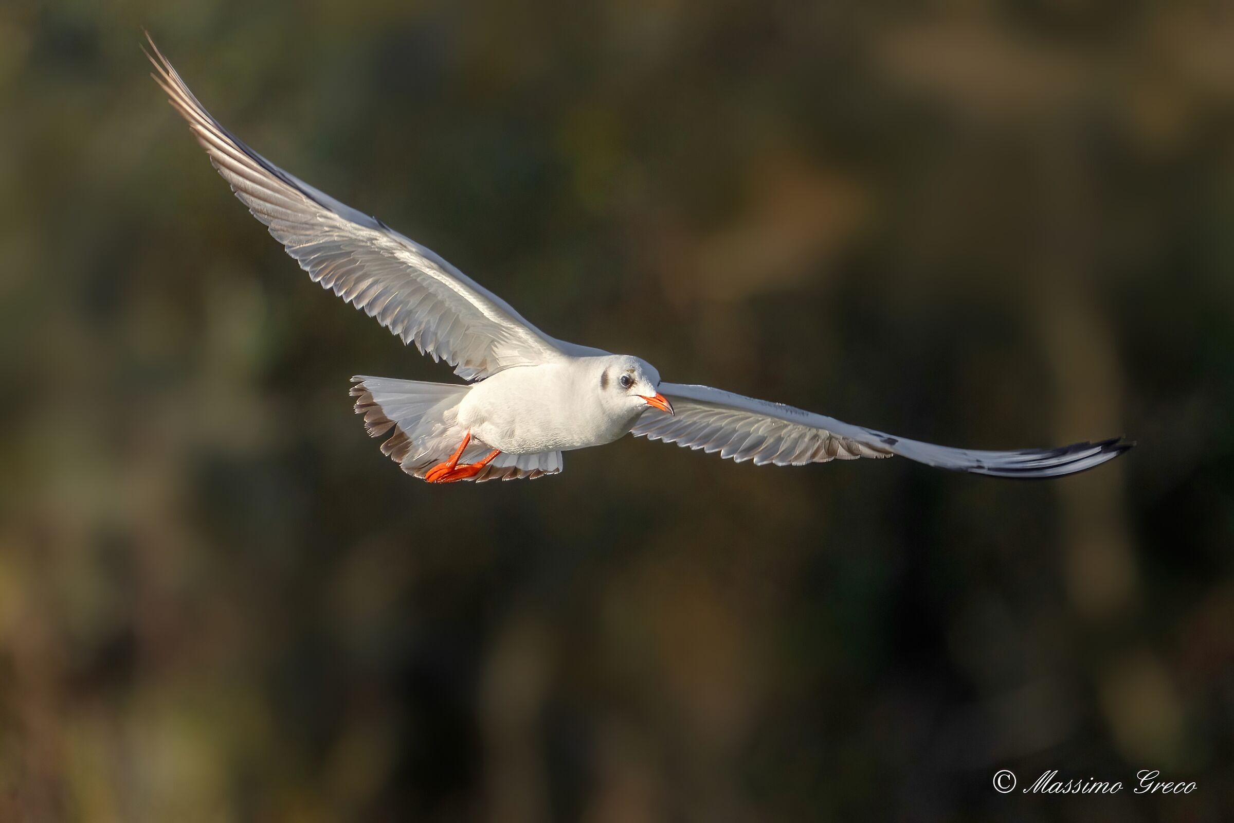 Common gull (Chroicocephalus ridibundus)