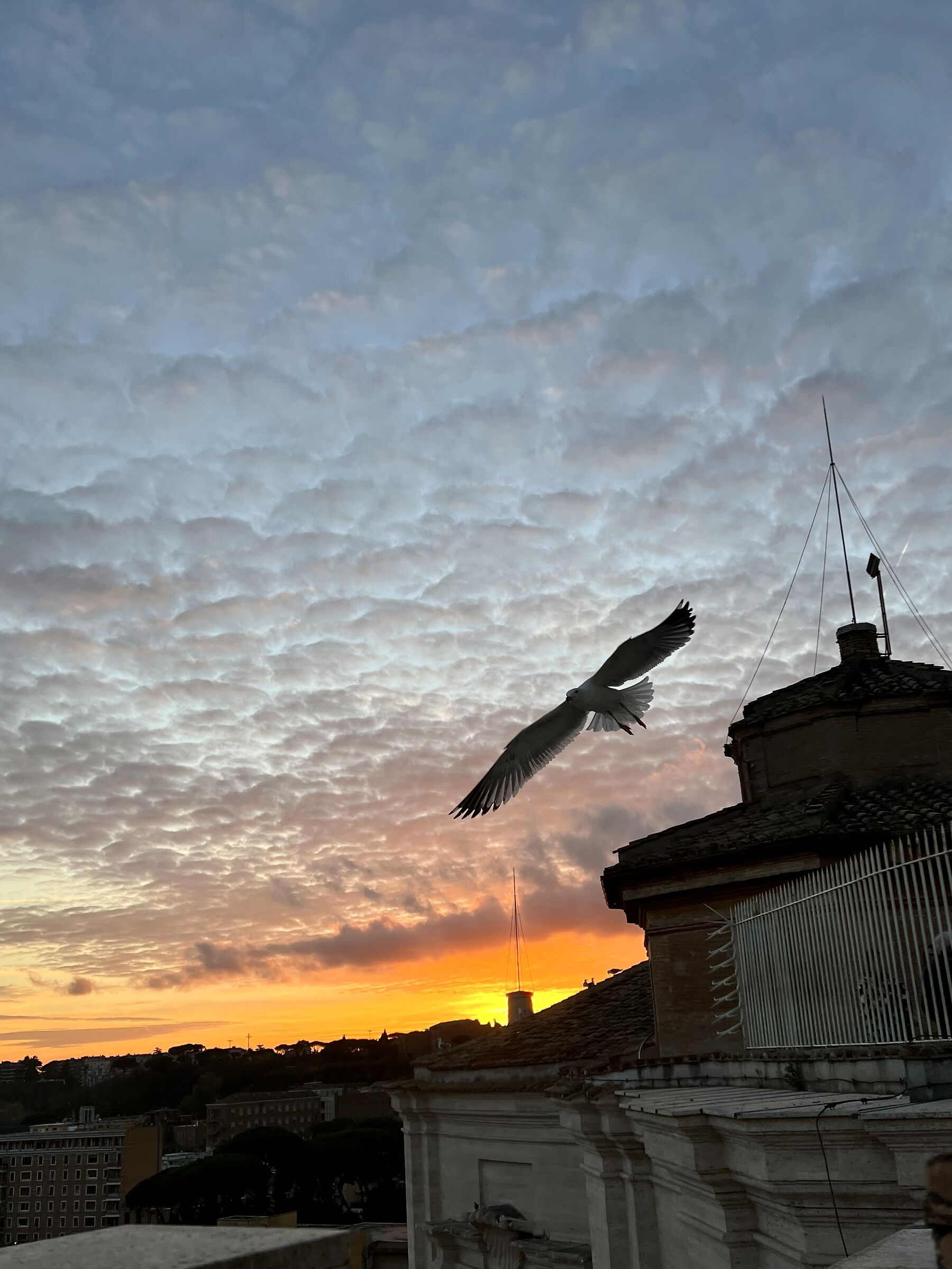 Gabbiano al tramonto sul cupolone