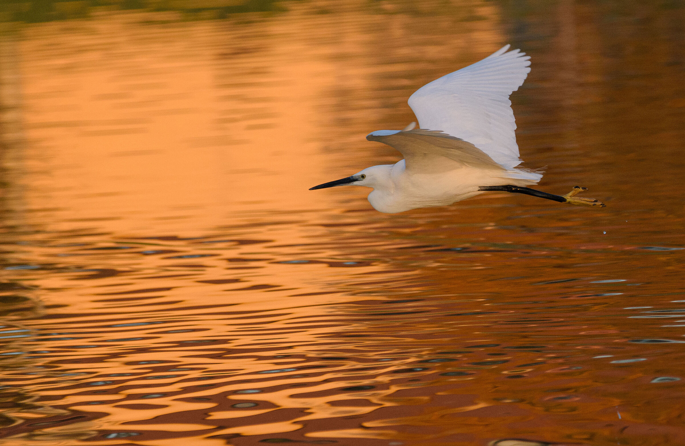 Garzetta al tramonto