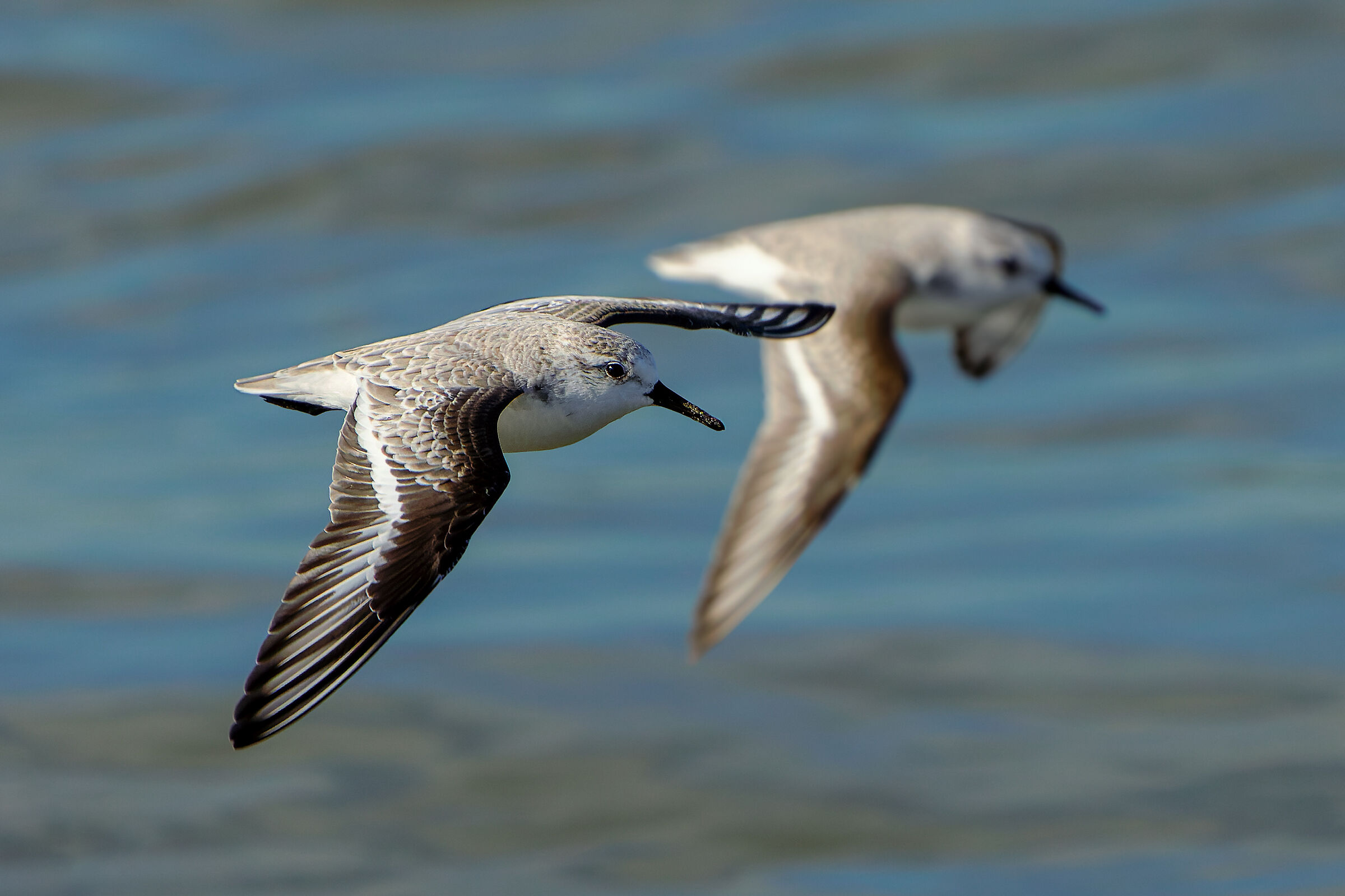 Piovanelli tridattili