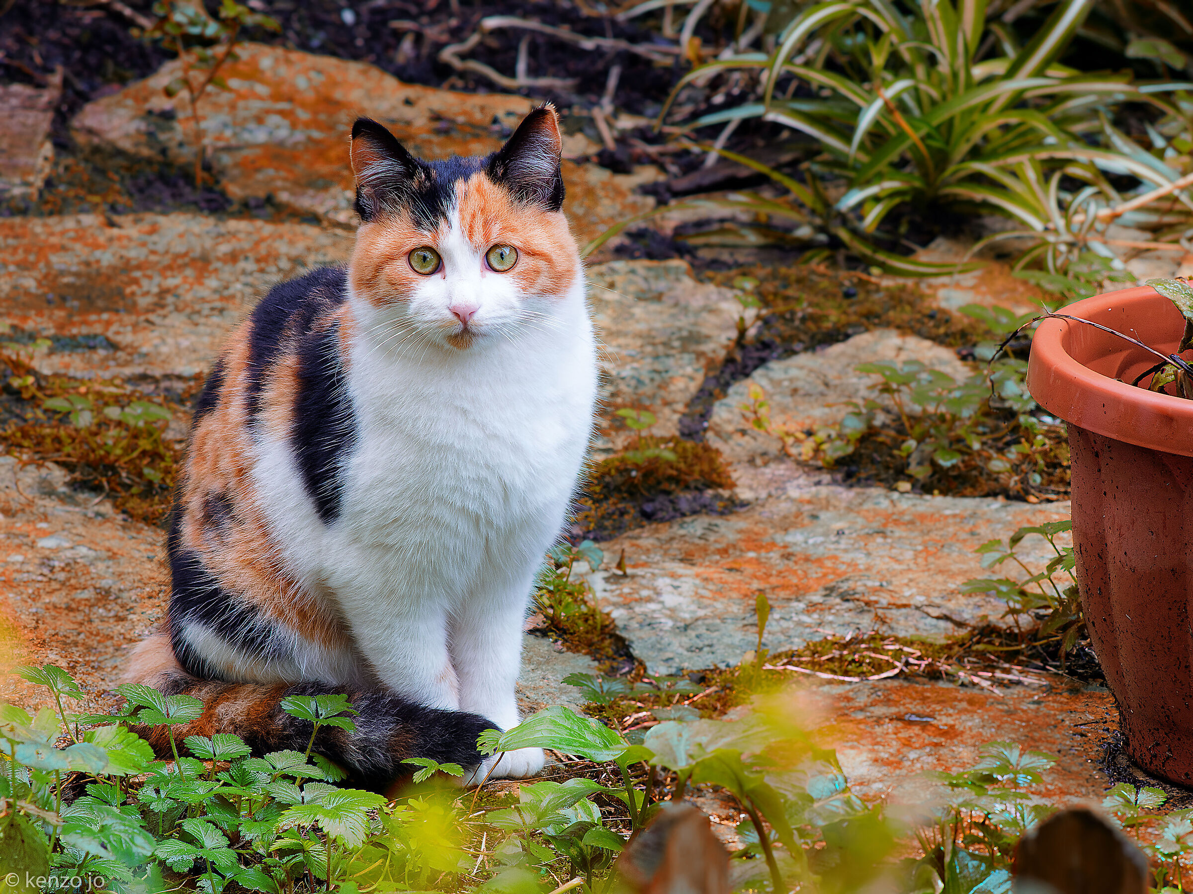 Osservatore felino in mimetica