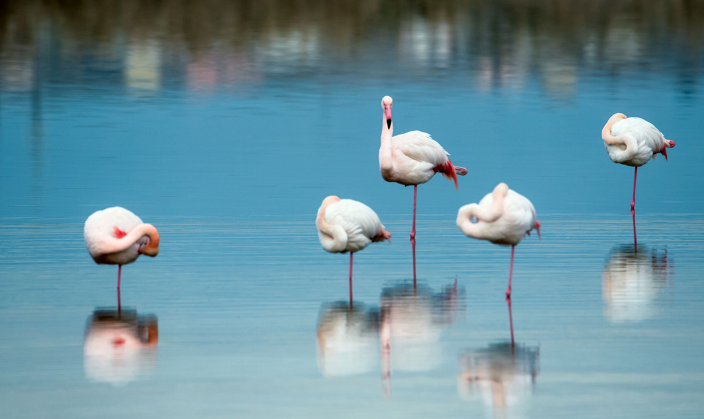 flamingoes