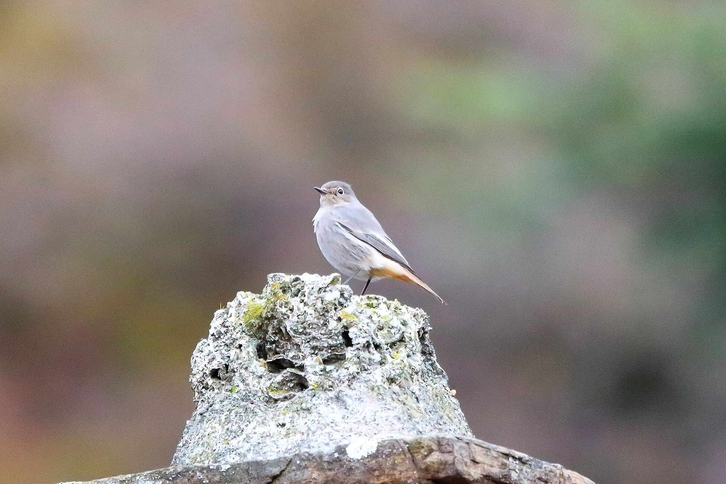 Codirosso 08 dicembre 2022