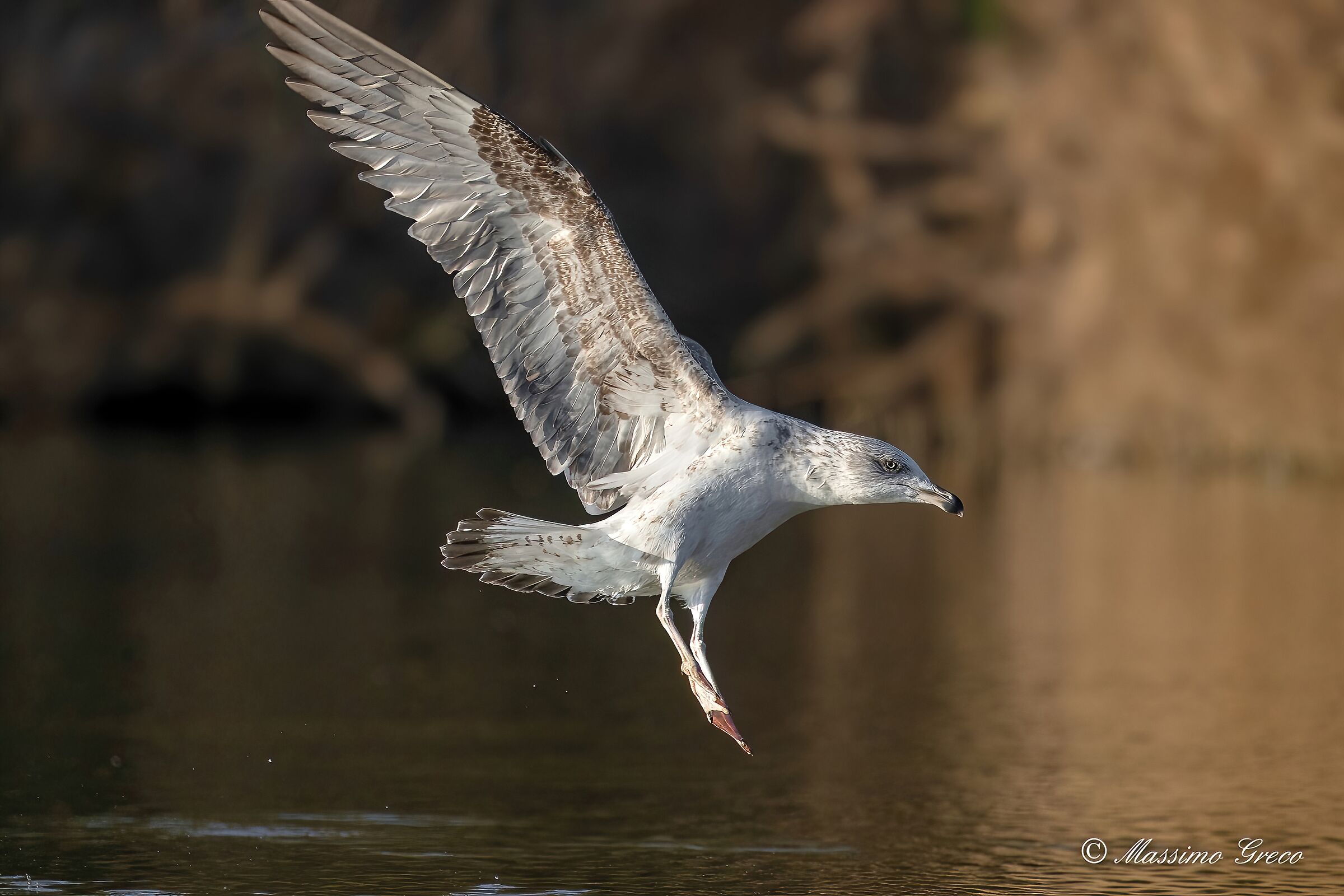 Herring gull