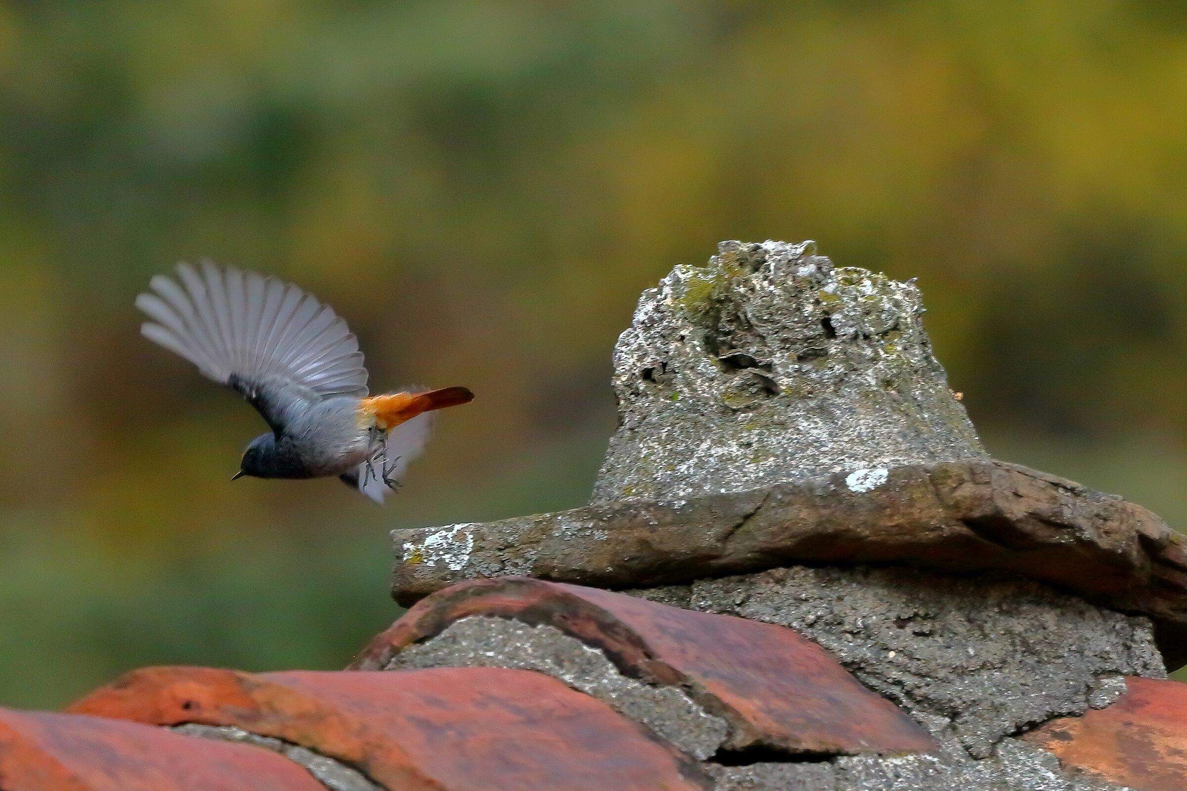 codirosso 08 dicembre 2022