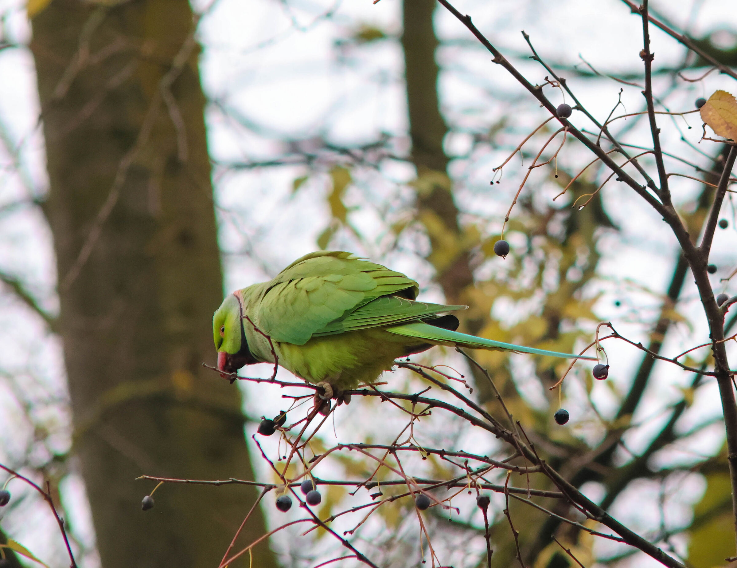 Passeggiando nel bosco con la nebbia....