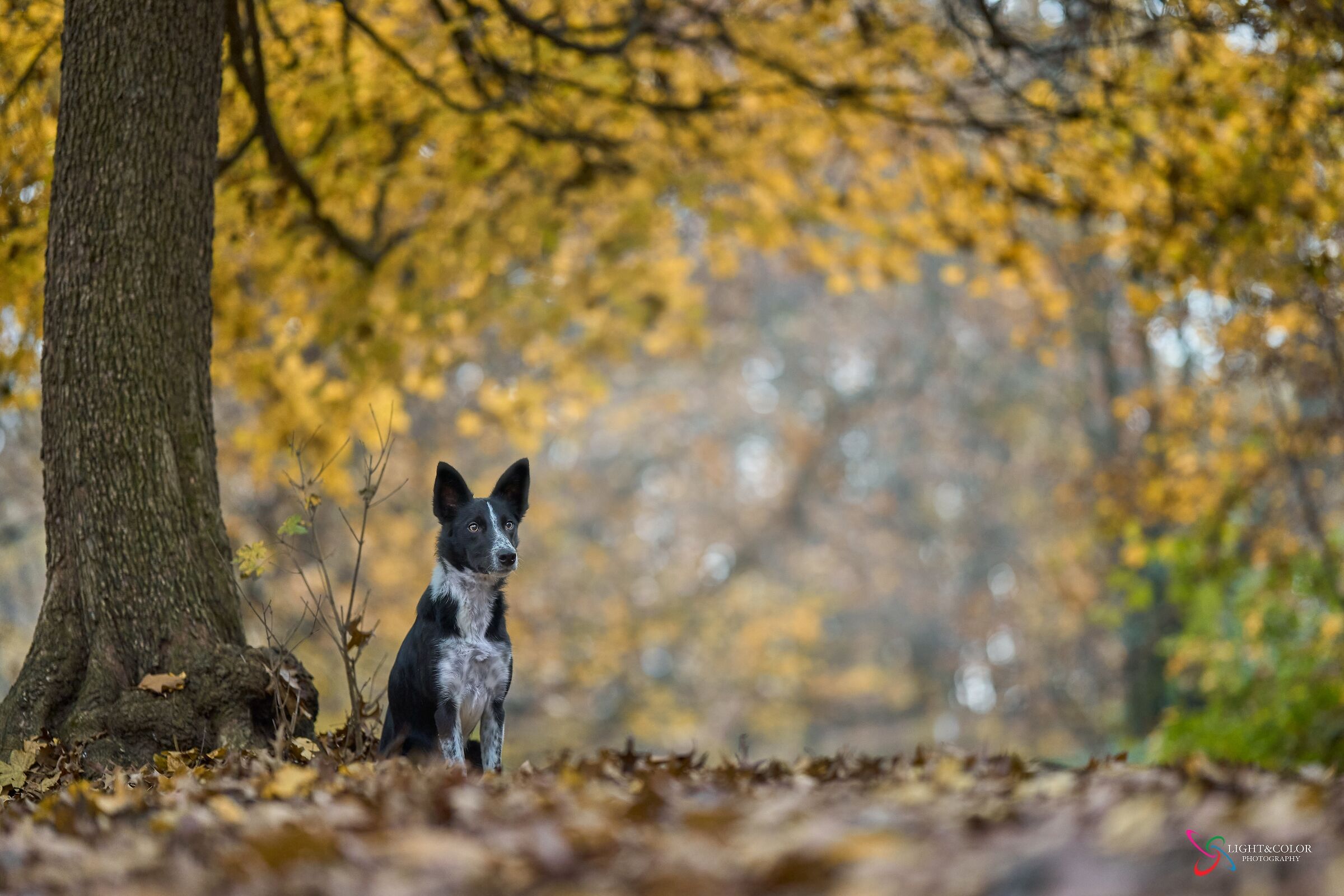 The magic of autumn colors