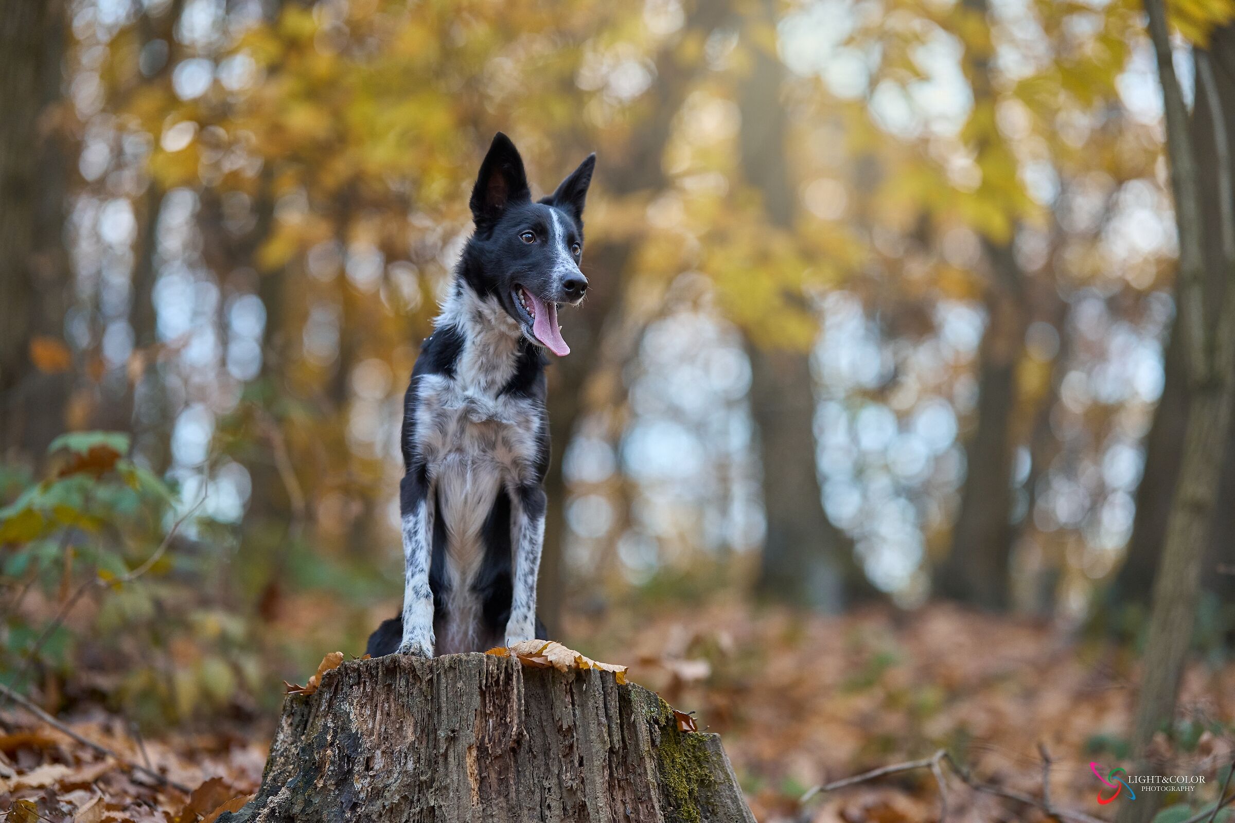 The magic of autumn colors 2