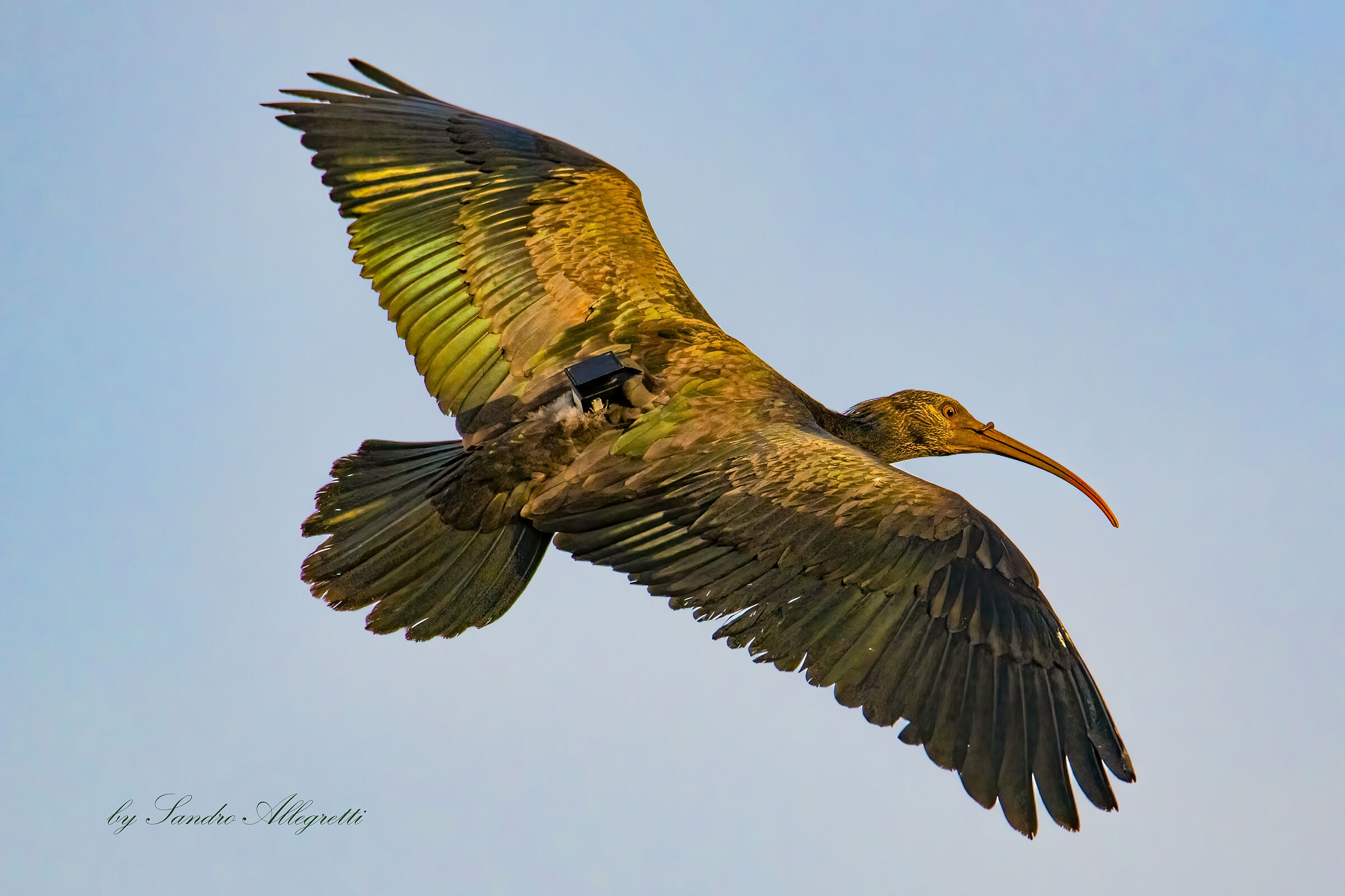 L'ibis eremita (Geronticus eremita)