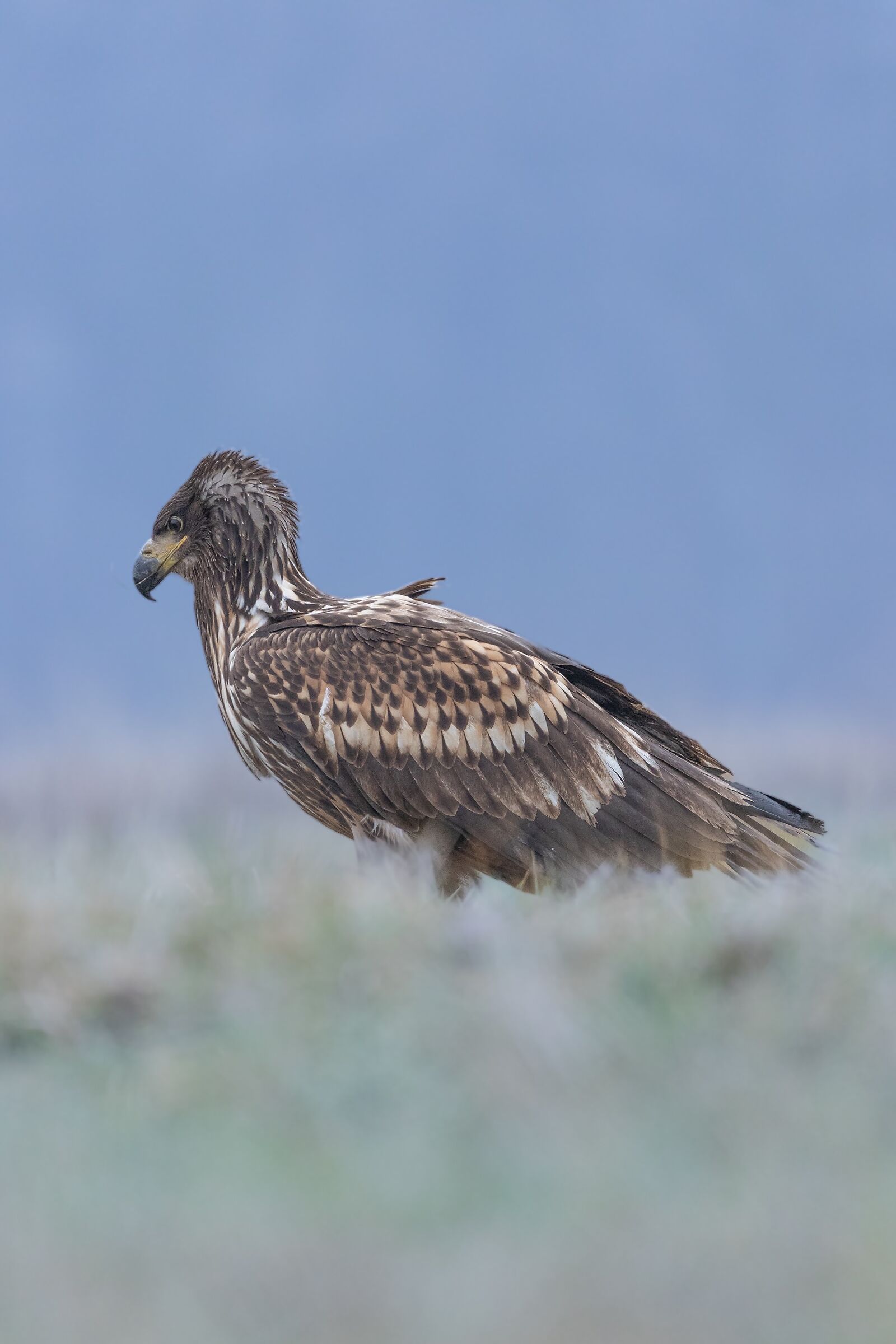 White-tailed sea eagle (Haliaeetus albicilla)