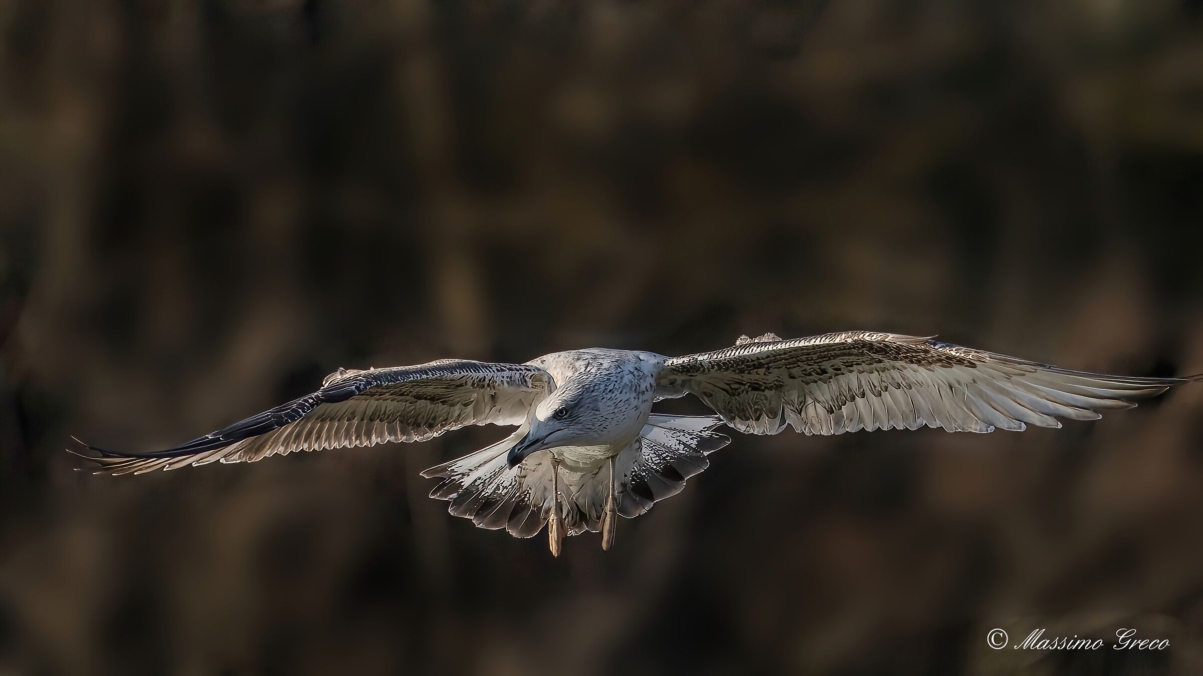 Common gull (Chroicocephalus ridibundus)