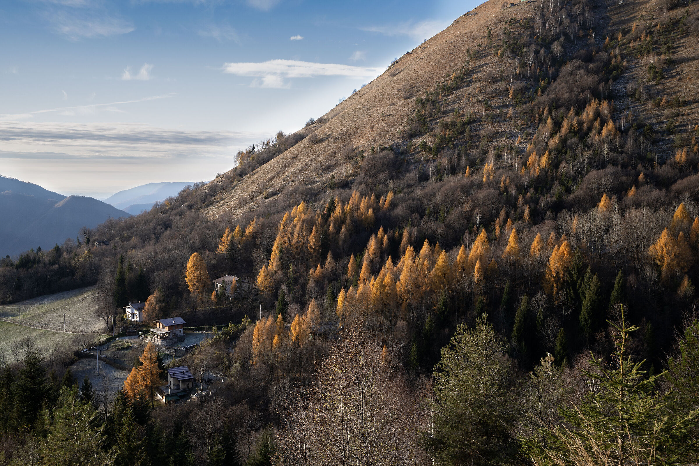 Larch
