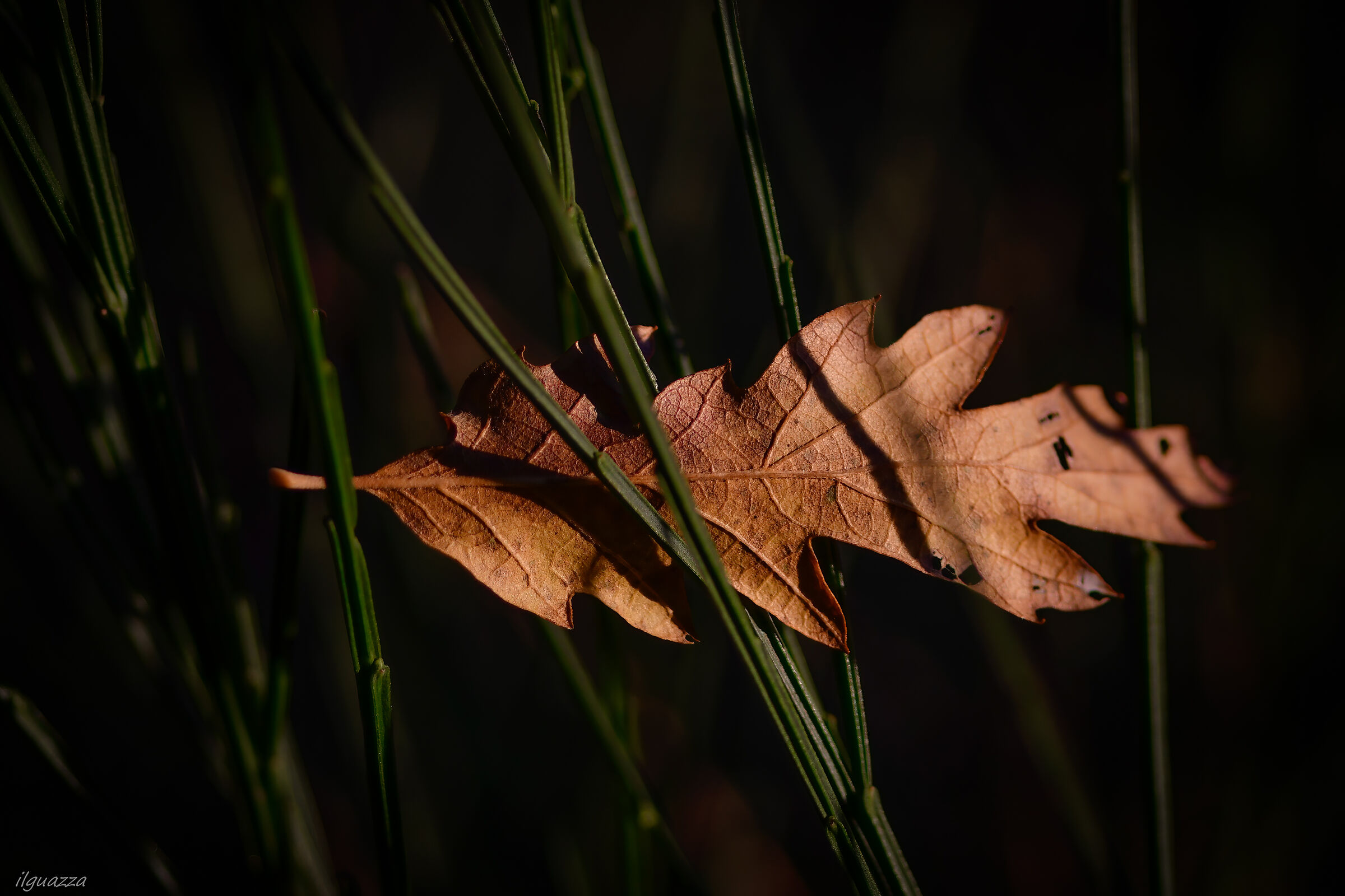 Leaf