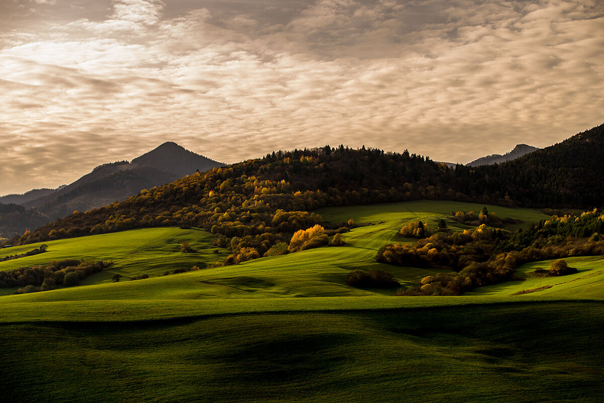 Orava