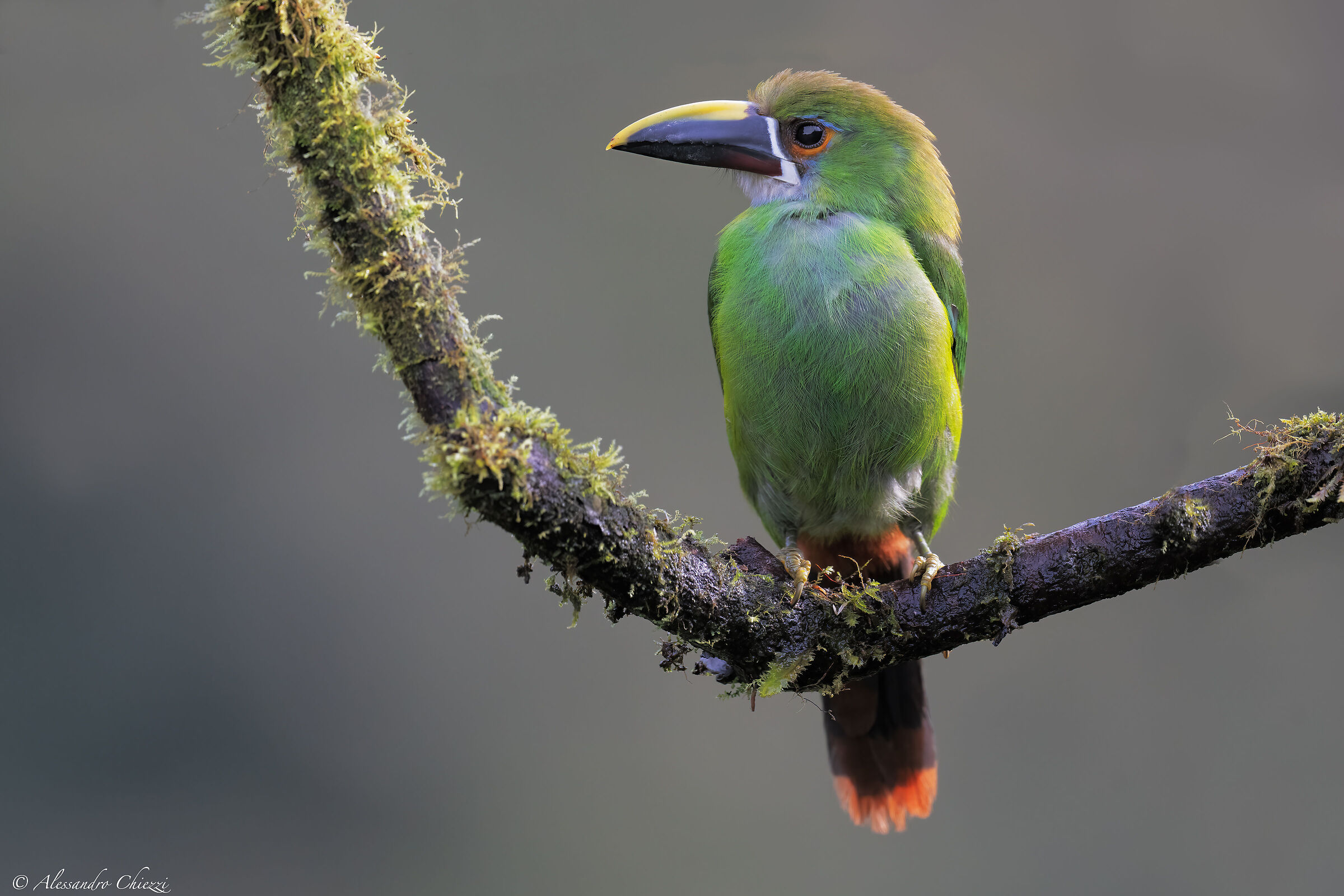 Tucanetto of the Andes