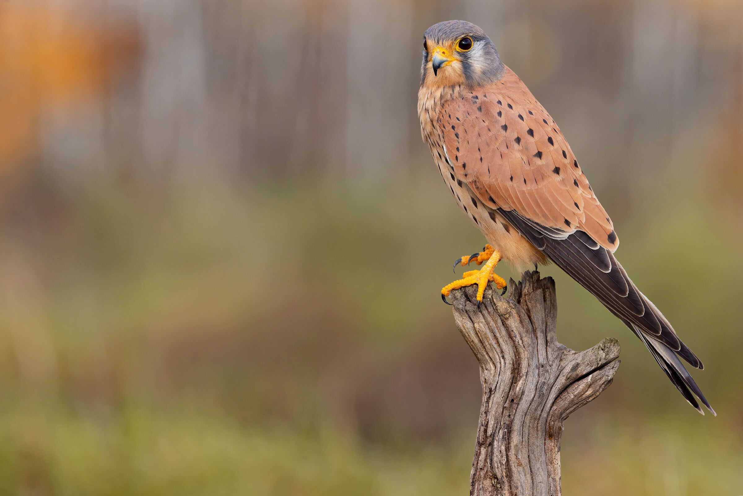 kestrel