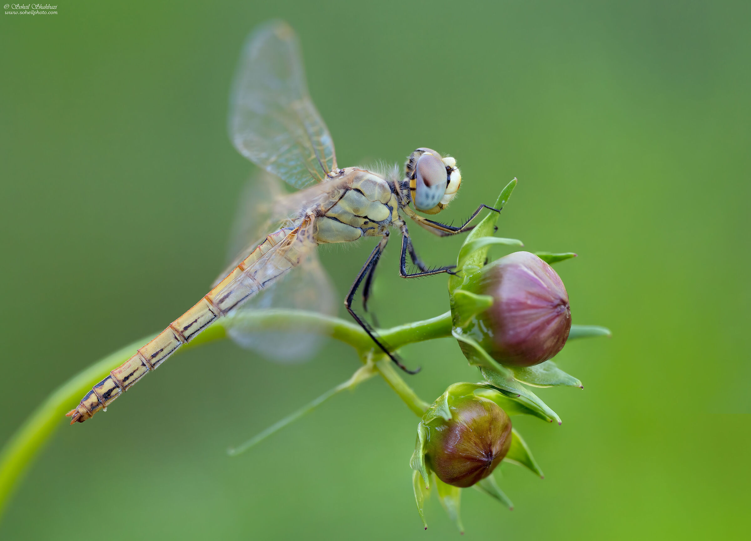 Dragonfly