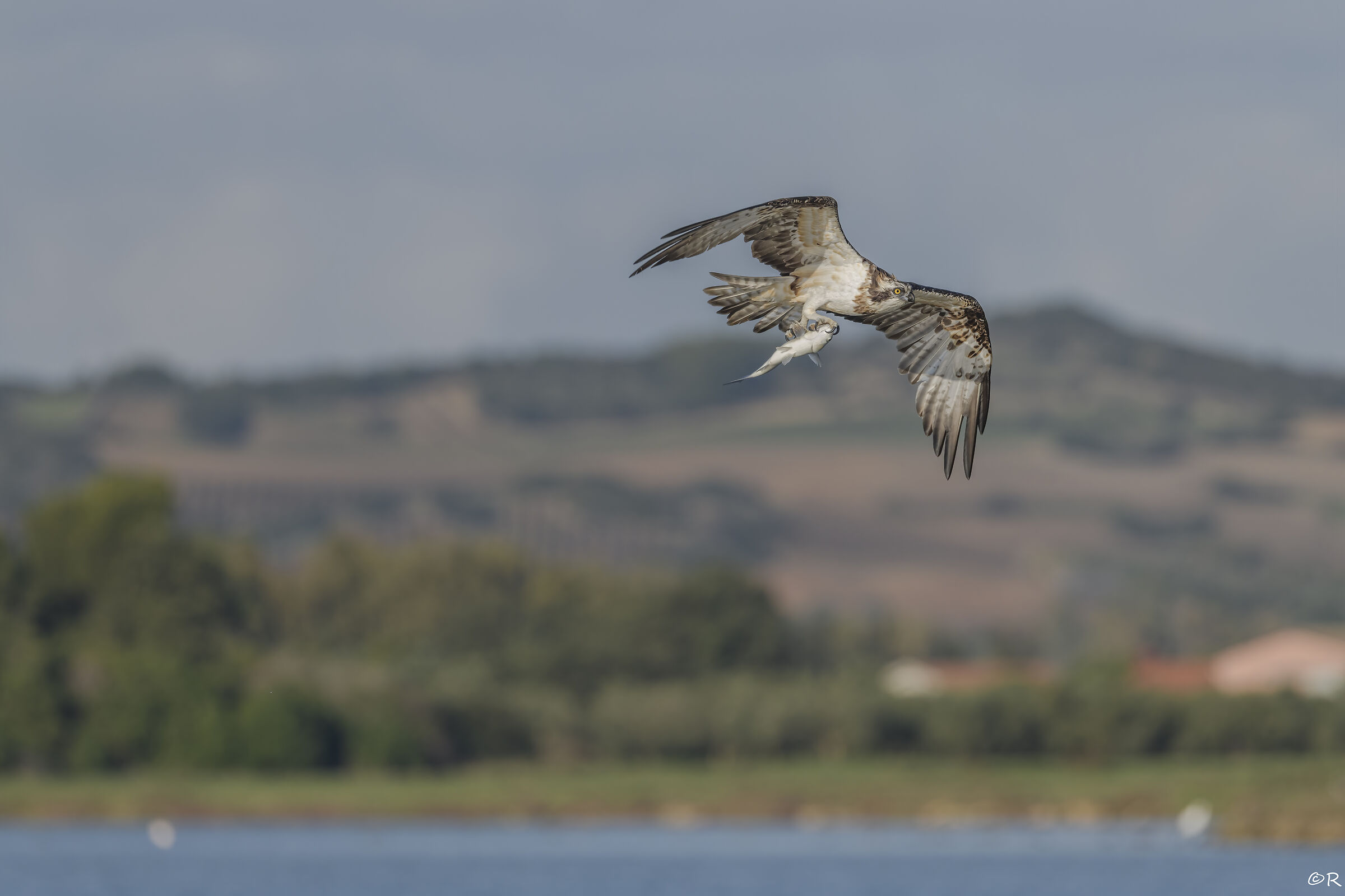 Falco pescatore con pesce in volo